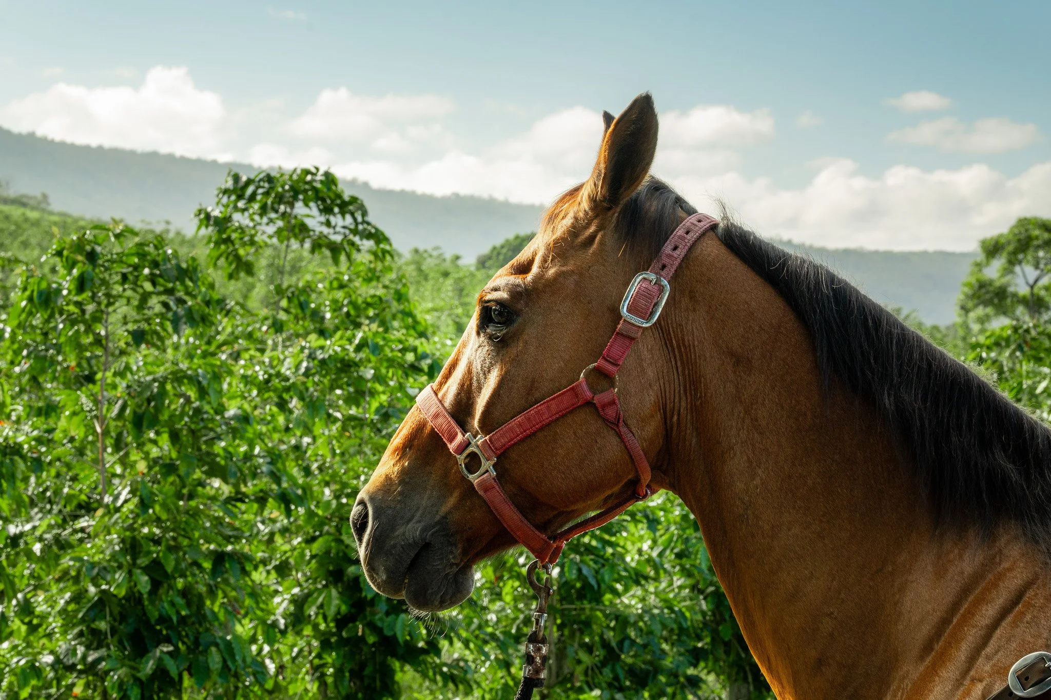 Cattlemen's-Hawaii-Jesse-Cudworth-Photography-16.jpg