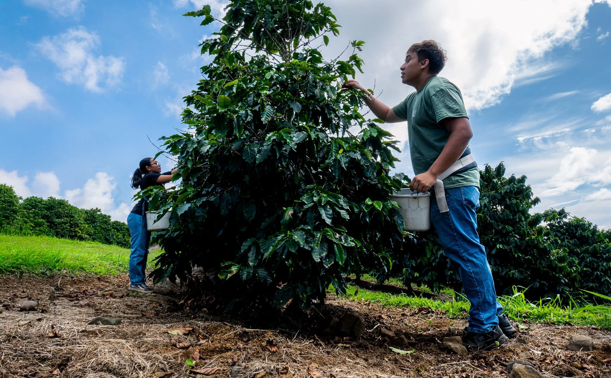 Ka'u Coffee Mill Photography-46.jpg