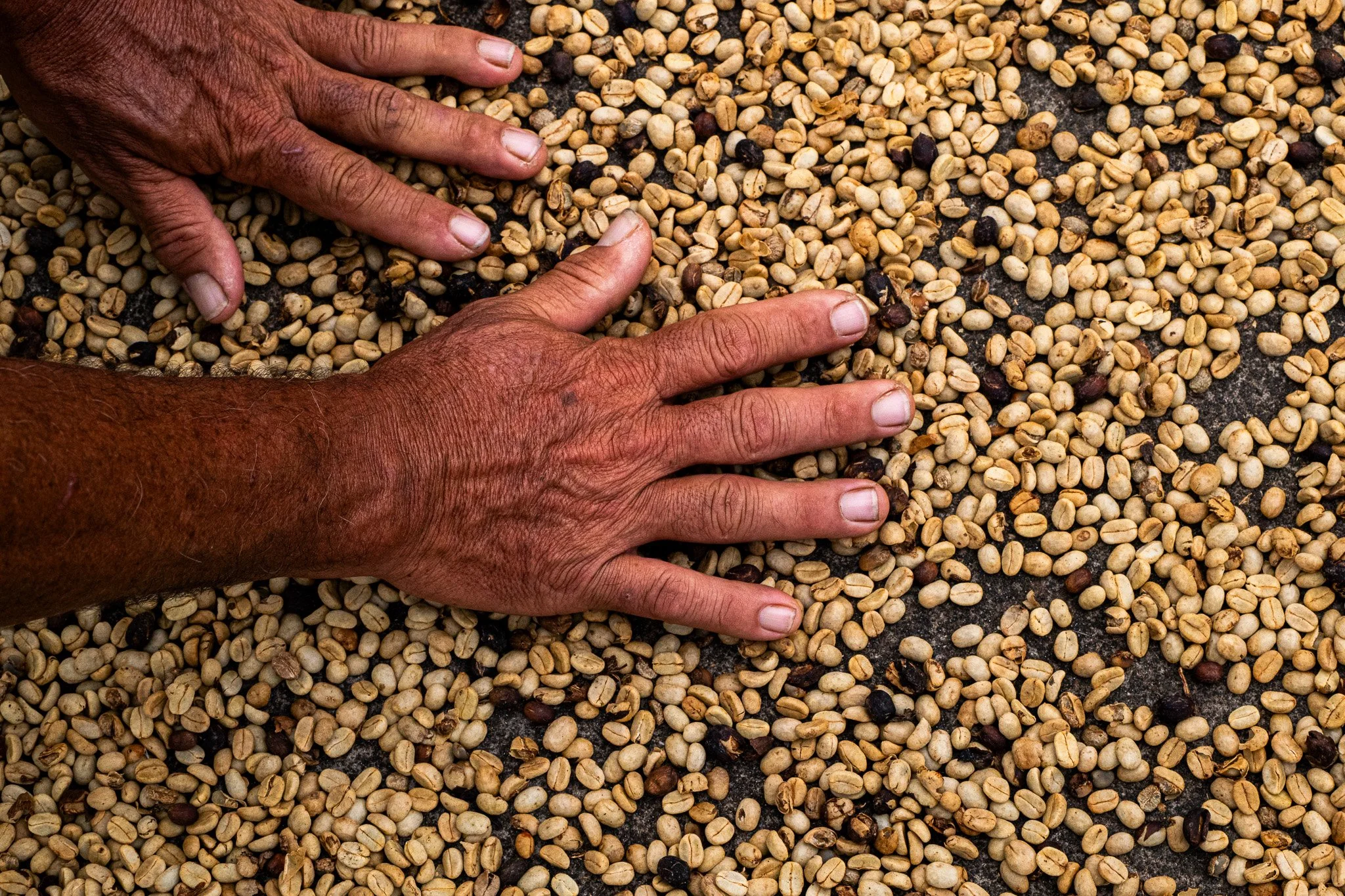Ka'u Coffee Mill Photography-131.jpg