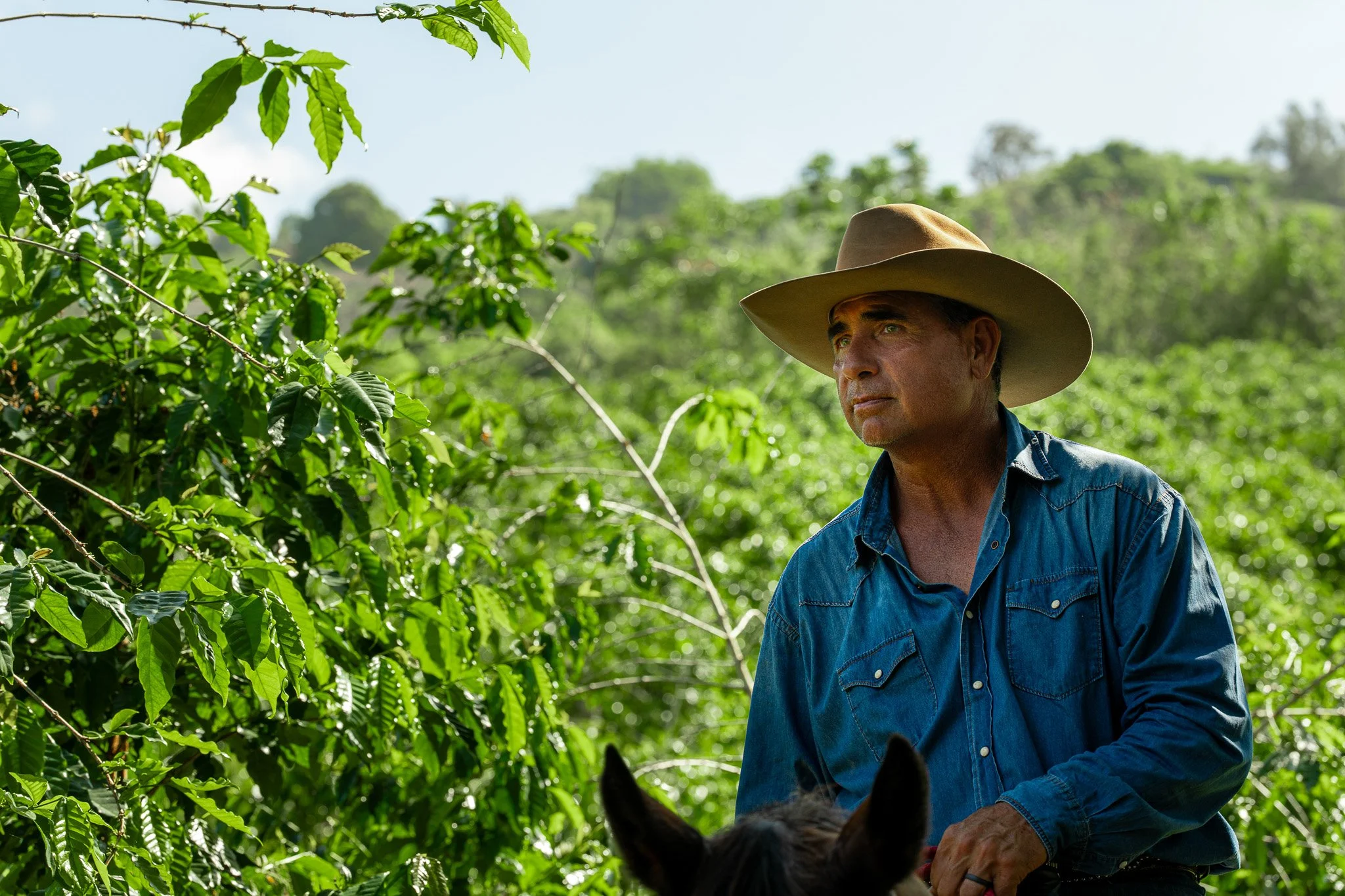 Cattlemen's-Hawaii-Jesse-Cudworth-Photography-31.jpg
