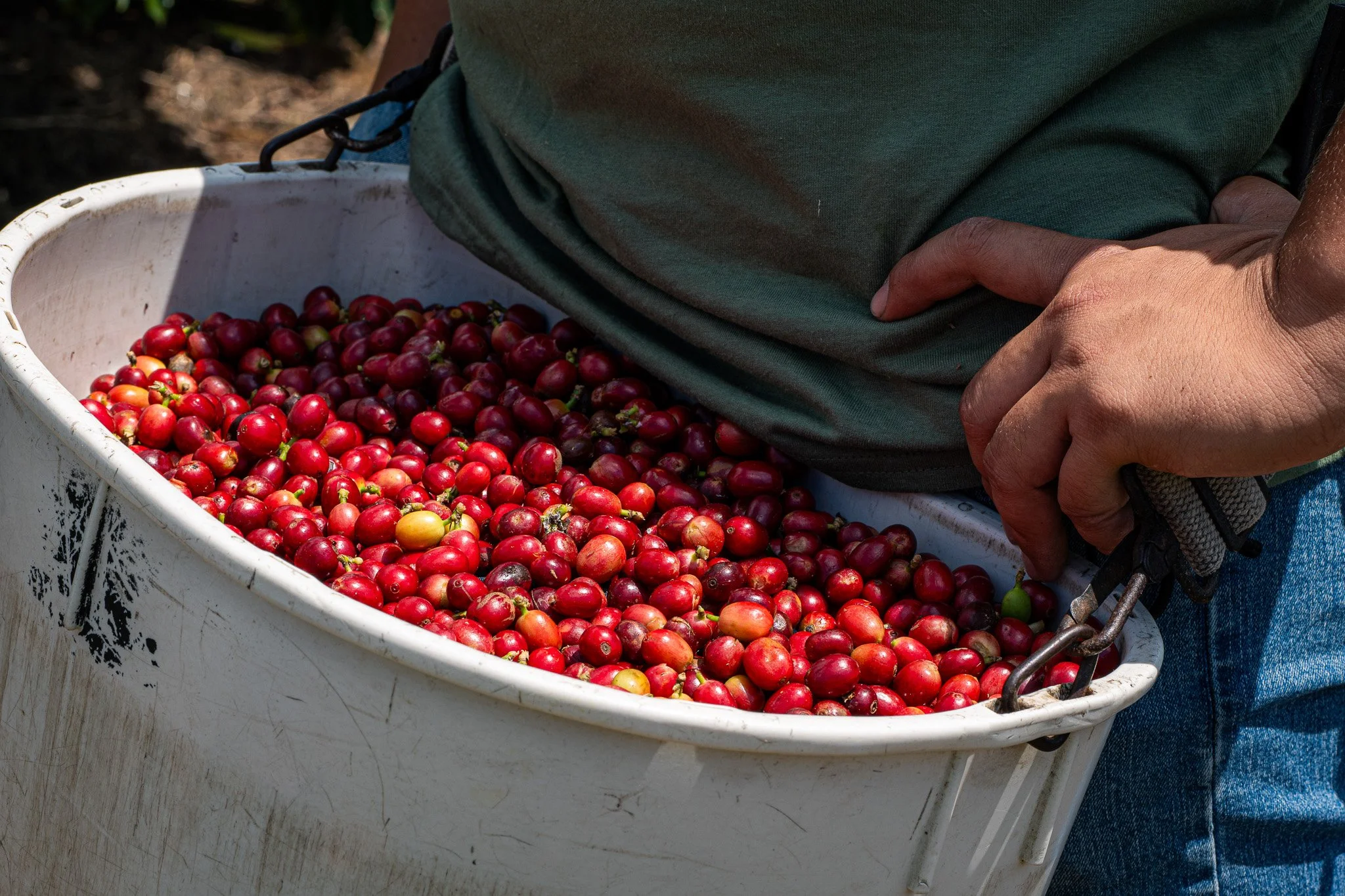 Ka'u Coffee Mill Photography-70.jpg