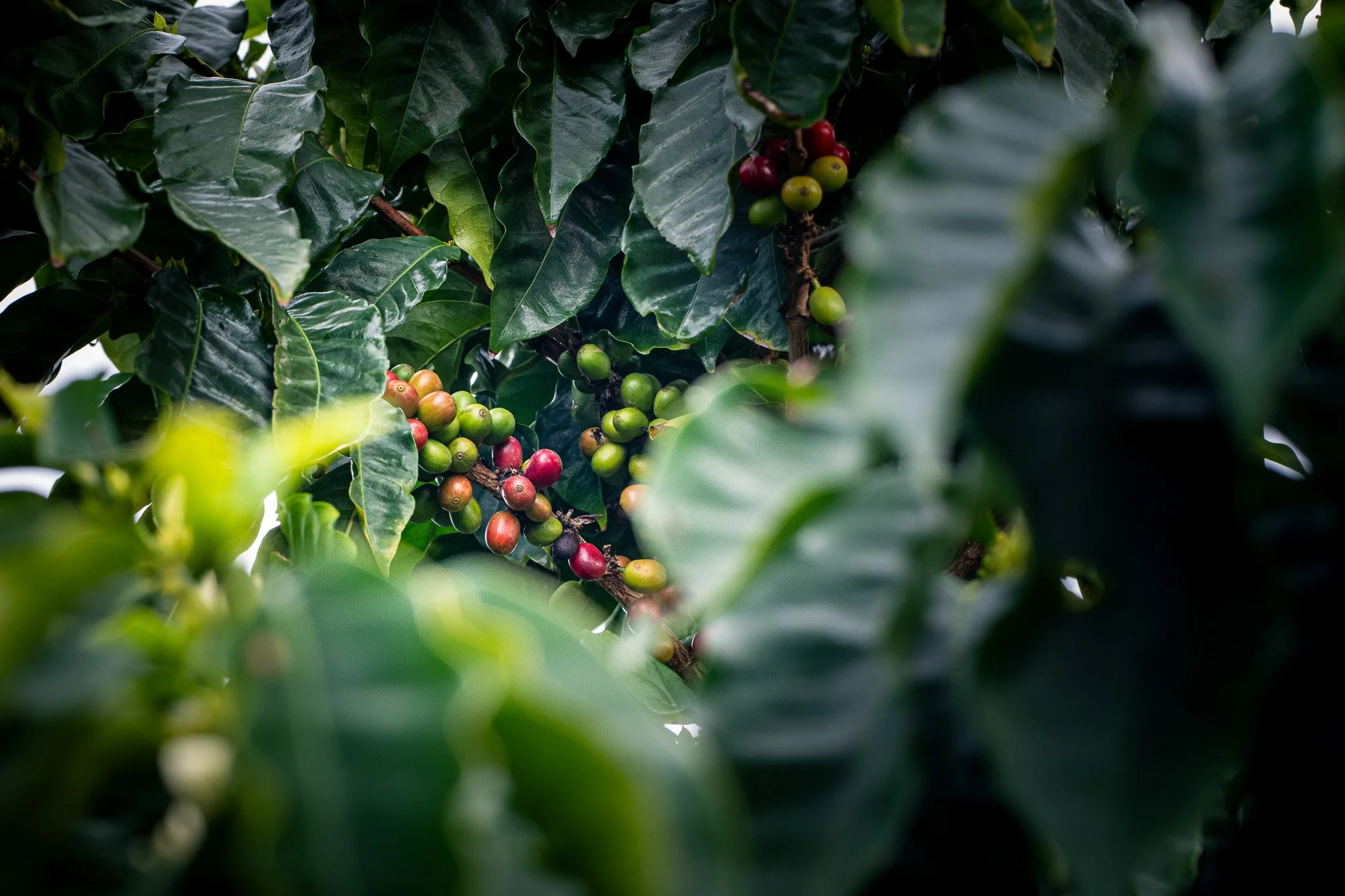 Ka'u Coffee Mill Photography-13.jpg