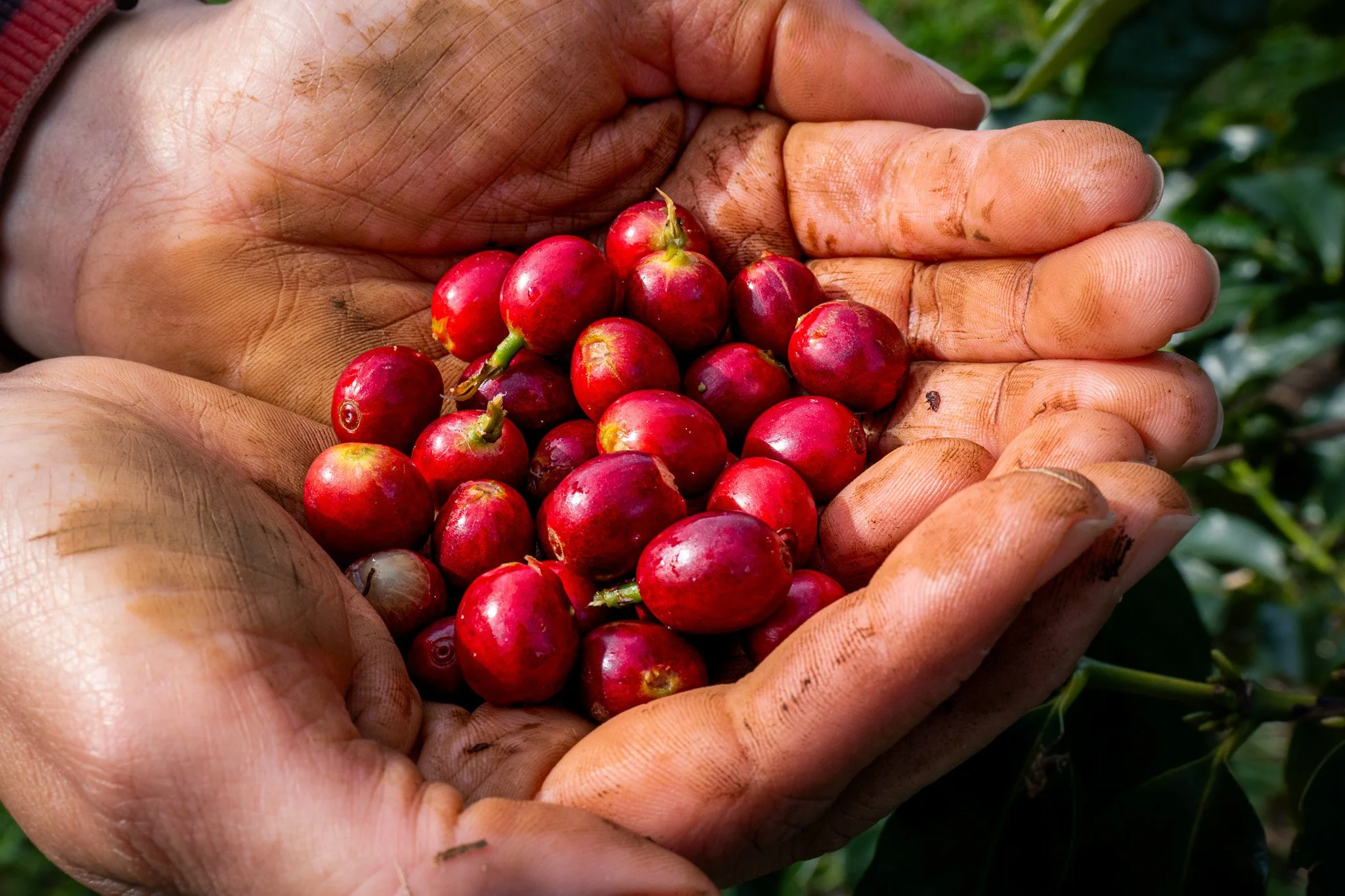 Ka'u Coffee Mill Photography-28.jpg