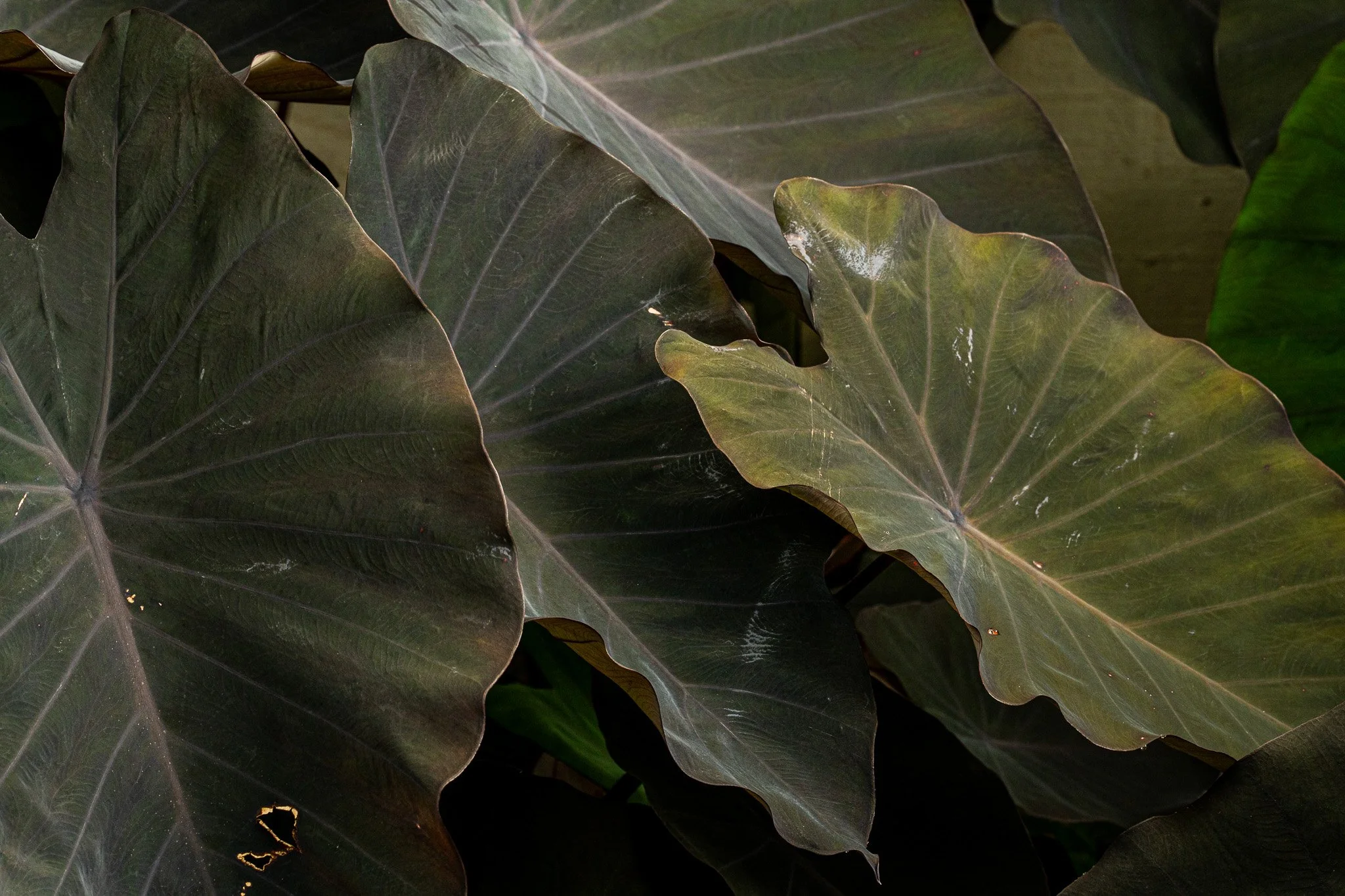 Cattlemen's-Hawaii-Jesse-Cudworth-Photography-115.jpg