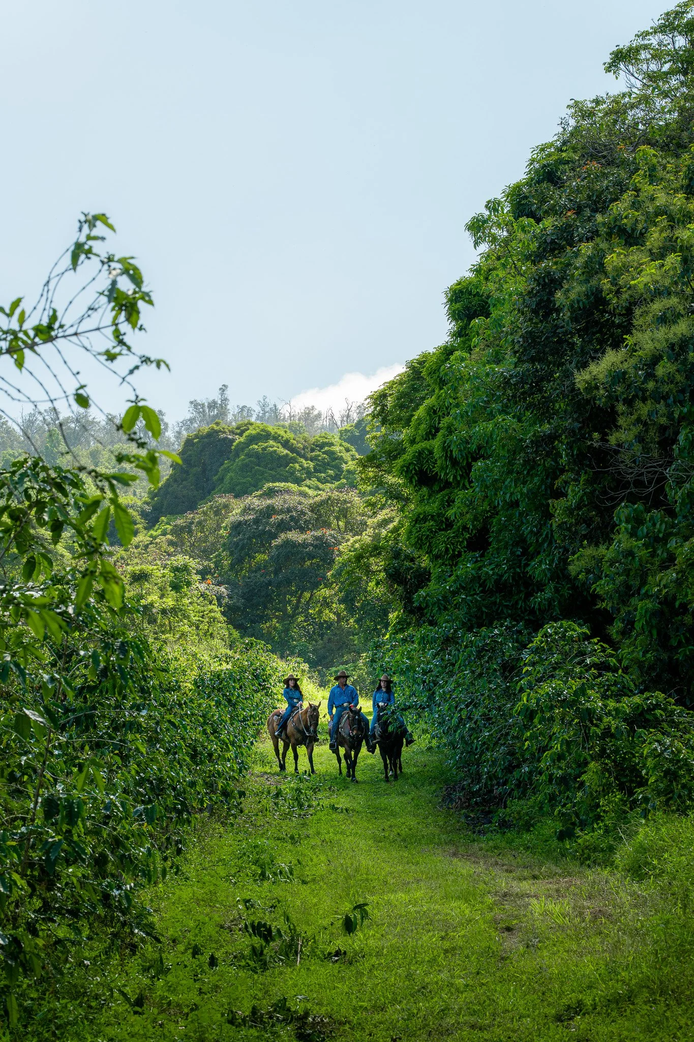Cattlemen's-Hawaii-Jesse-Cudworth-Photography-40.jpg
