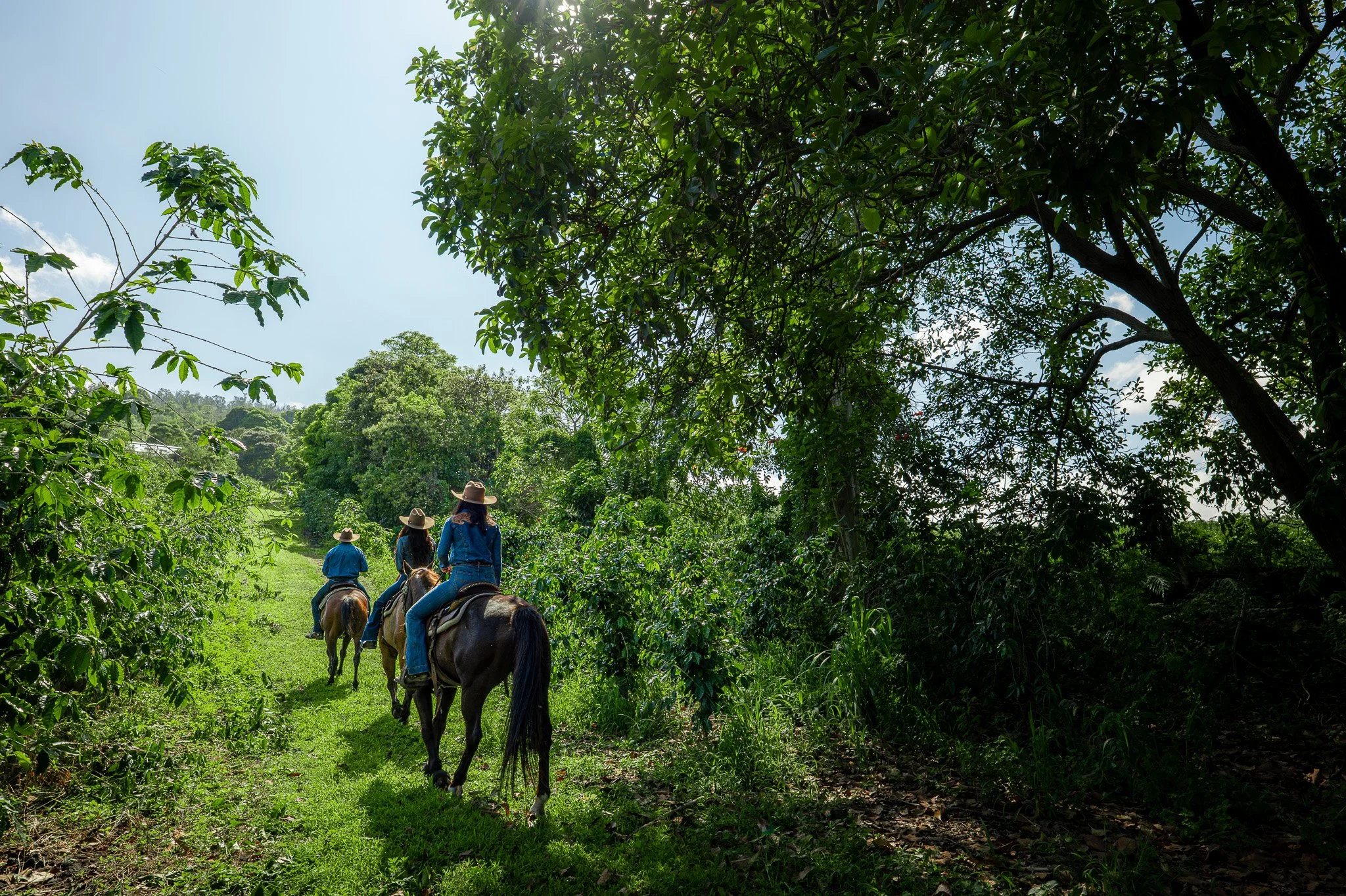 Cattlemen's-Hawaii-Jesse-Cudworth-Photography-29.jpg