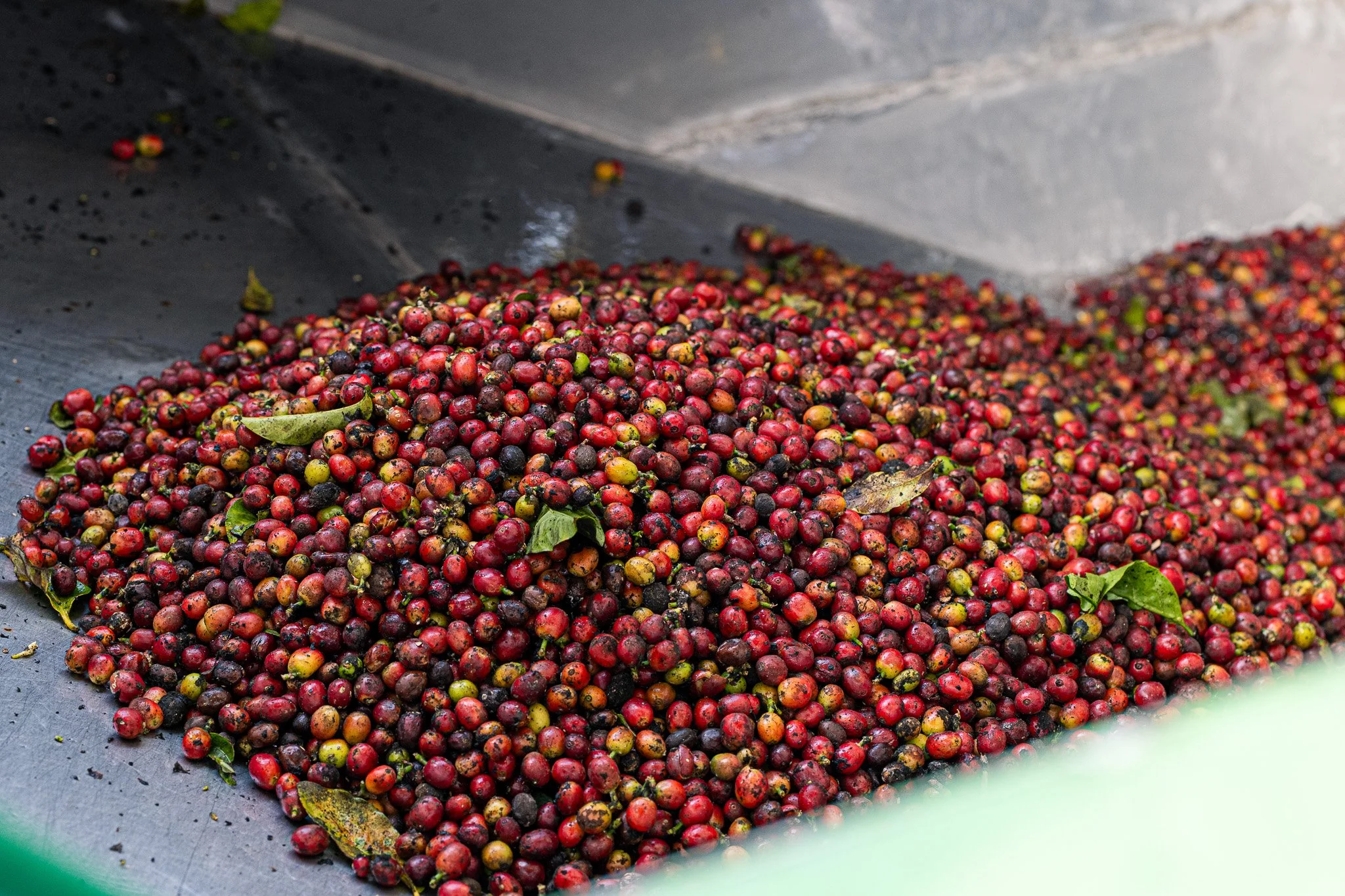 Ka'u Coffee Mill Photography 2-12.jpg