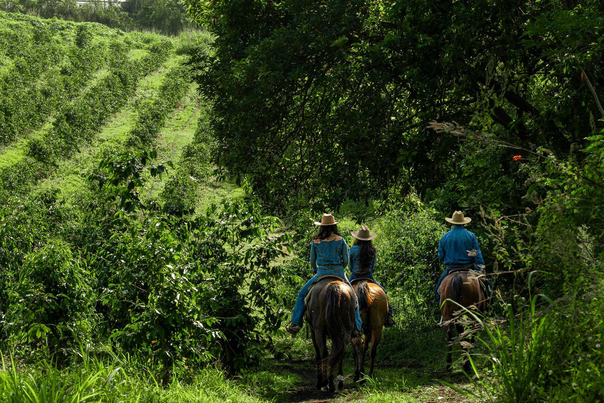 Cattlemen's-Hawaii-Jesse-Cudworth-Photography-25.jpg