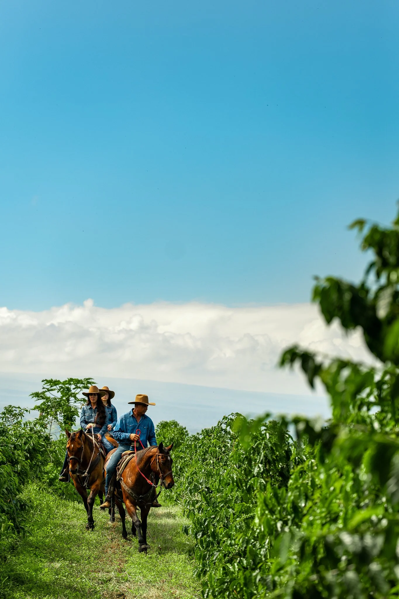 Cattlemen's-Hawaii-Jesse-Cudworth-Photography-50.jpg