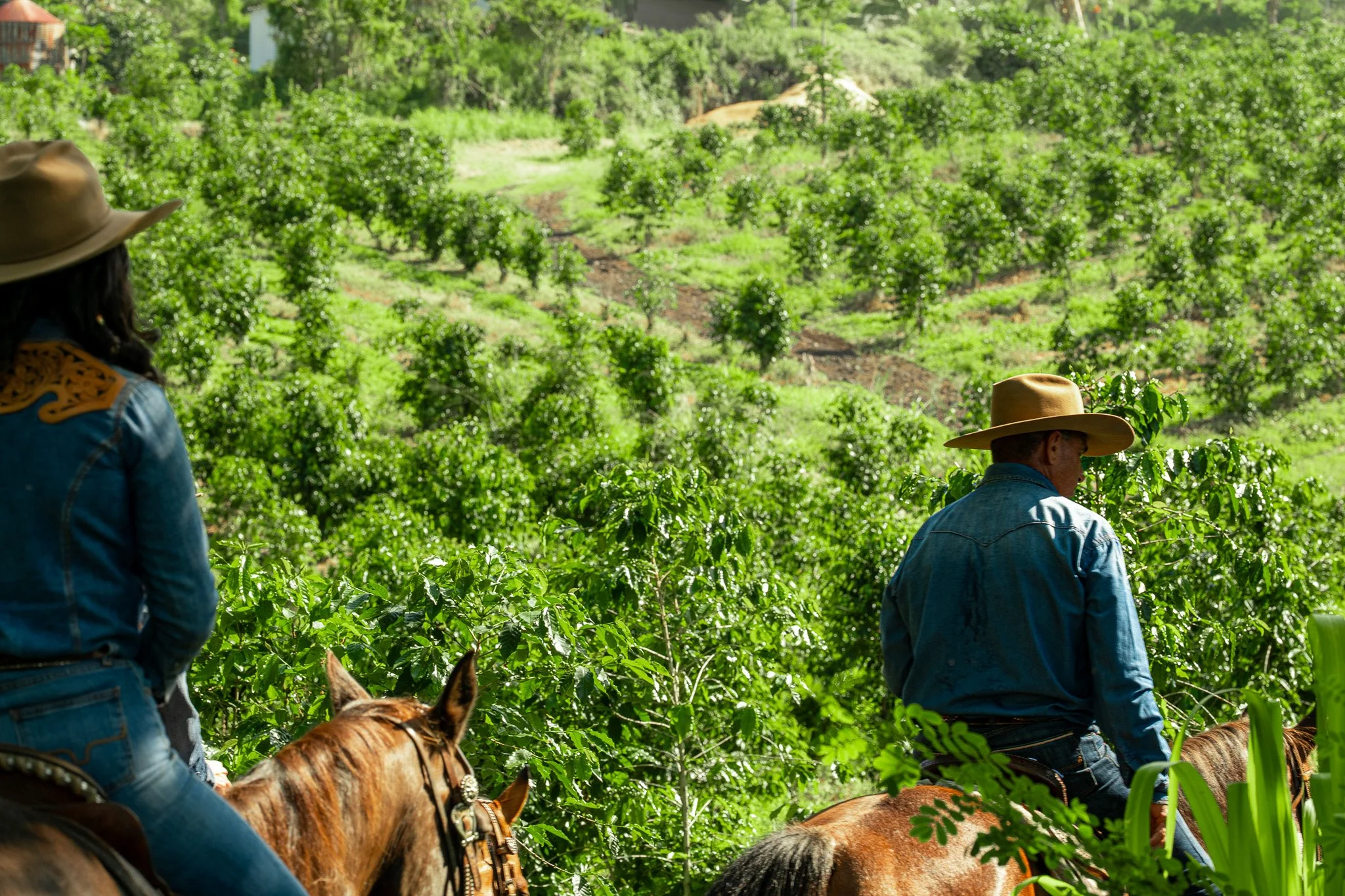 Cattlemen's-Hawaii-Jesse-Cudworth-Photography-24.jpg