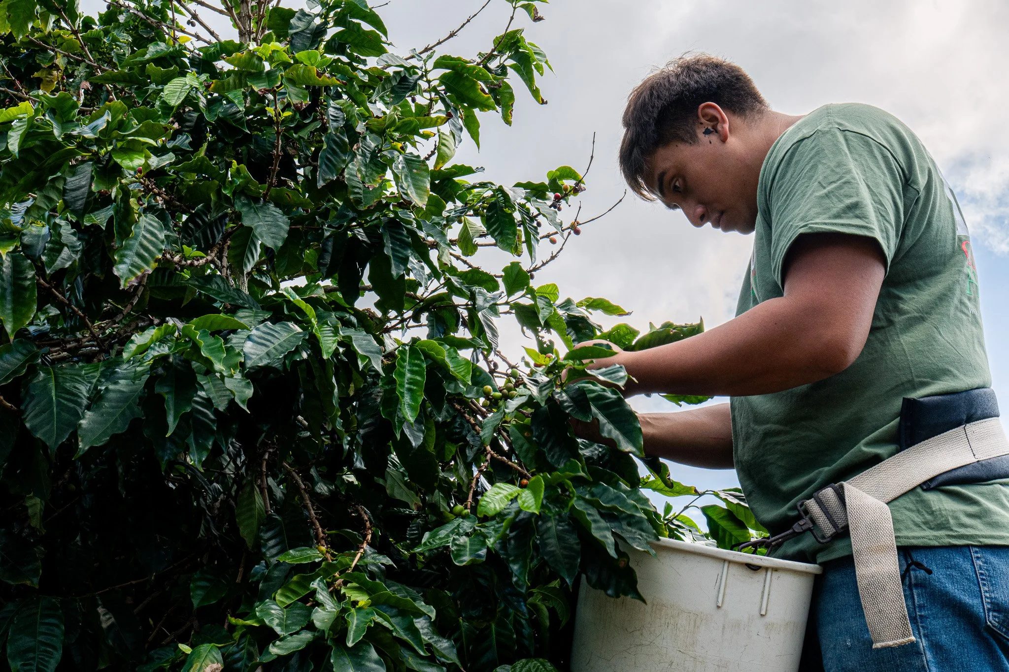 Ka'u Coffee Mill Photography-49.jpg