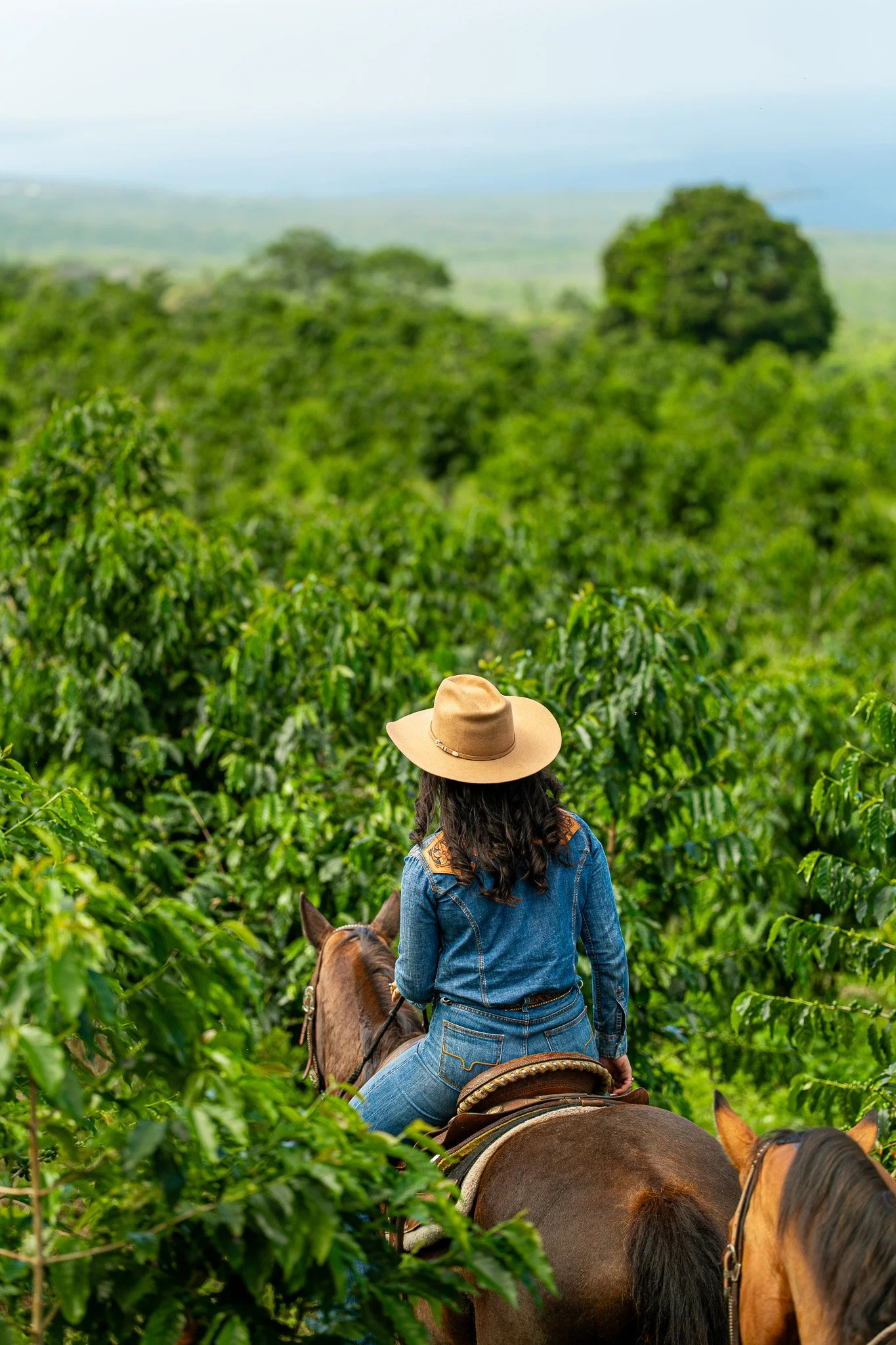 Cattlemen's-Hawaii-Jesse-Cudworth-Photography-45.jpg