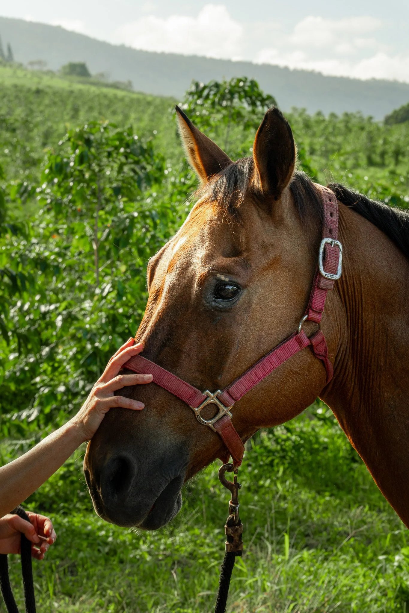 Cattlemen's-Hawaii-Jesse-Cudworth-Photography-15.jpg