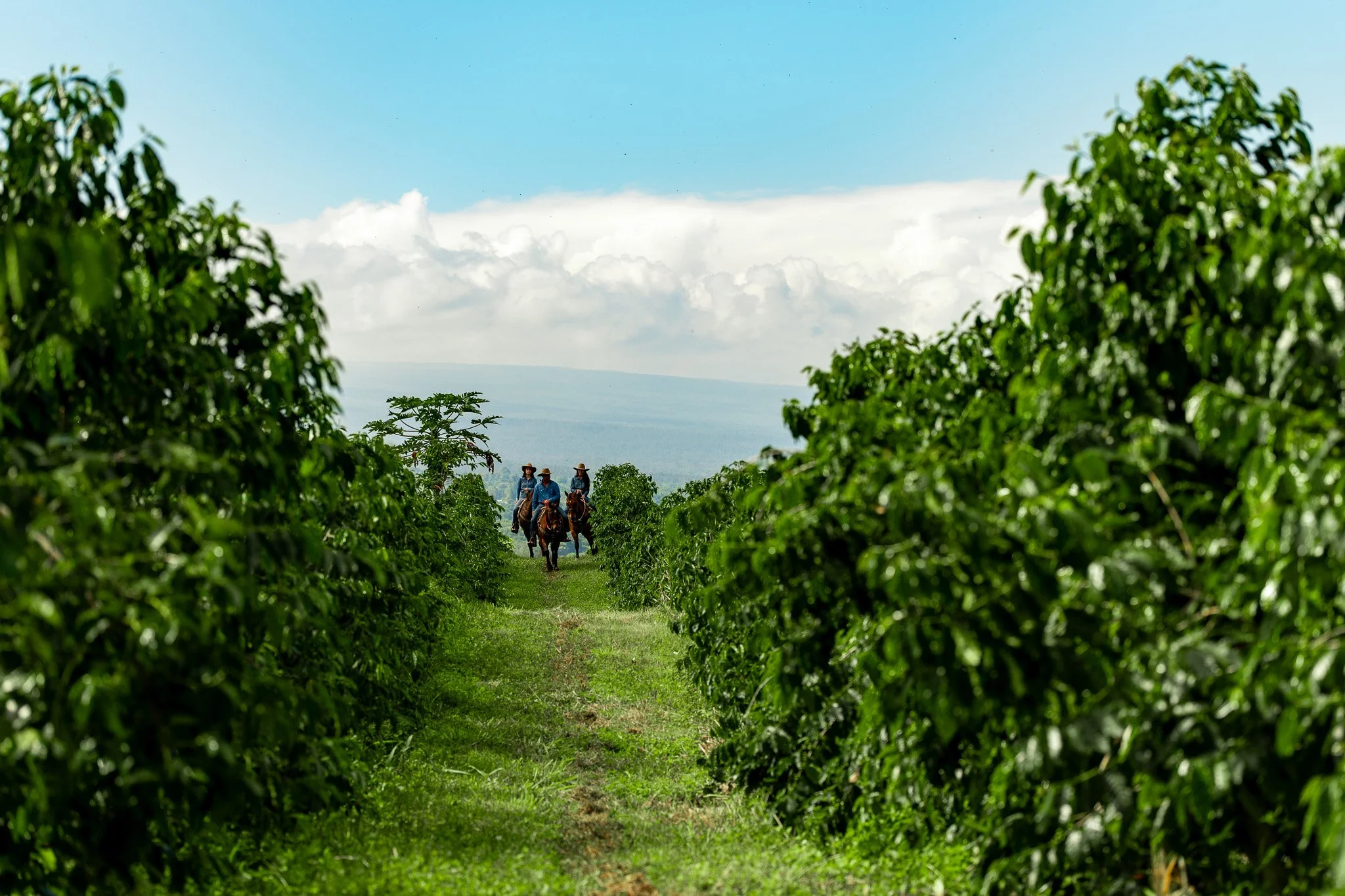 Cattlemen's-Hawaii-Jesse-Cudworth-Photography-48.jpg