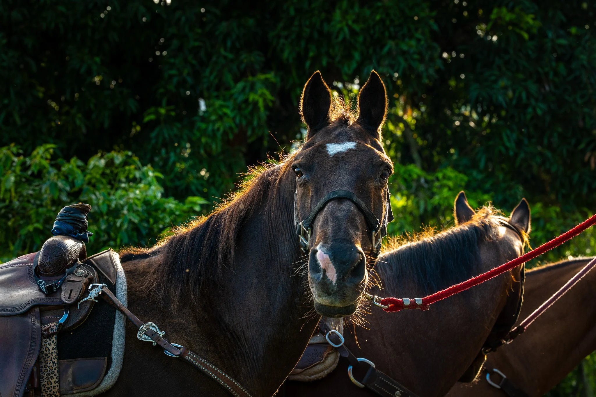 Cattlemen's-Hawaii-Jesse-Cudworth-Photography-9.jpg