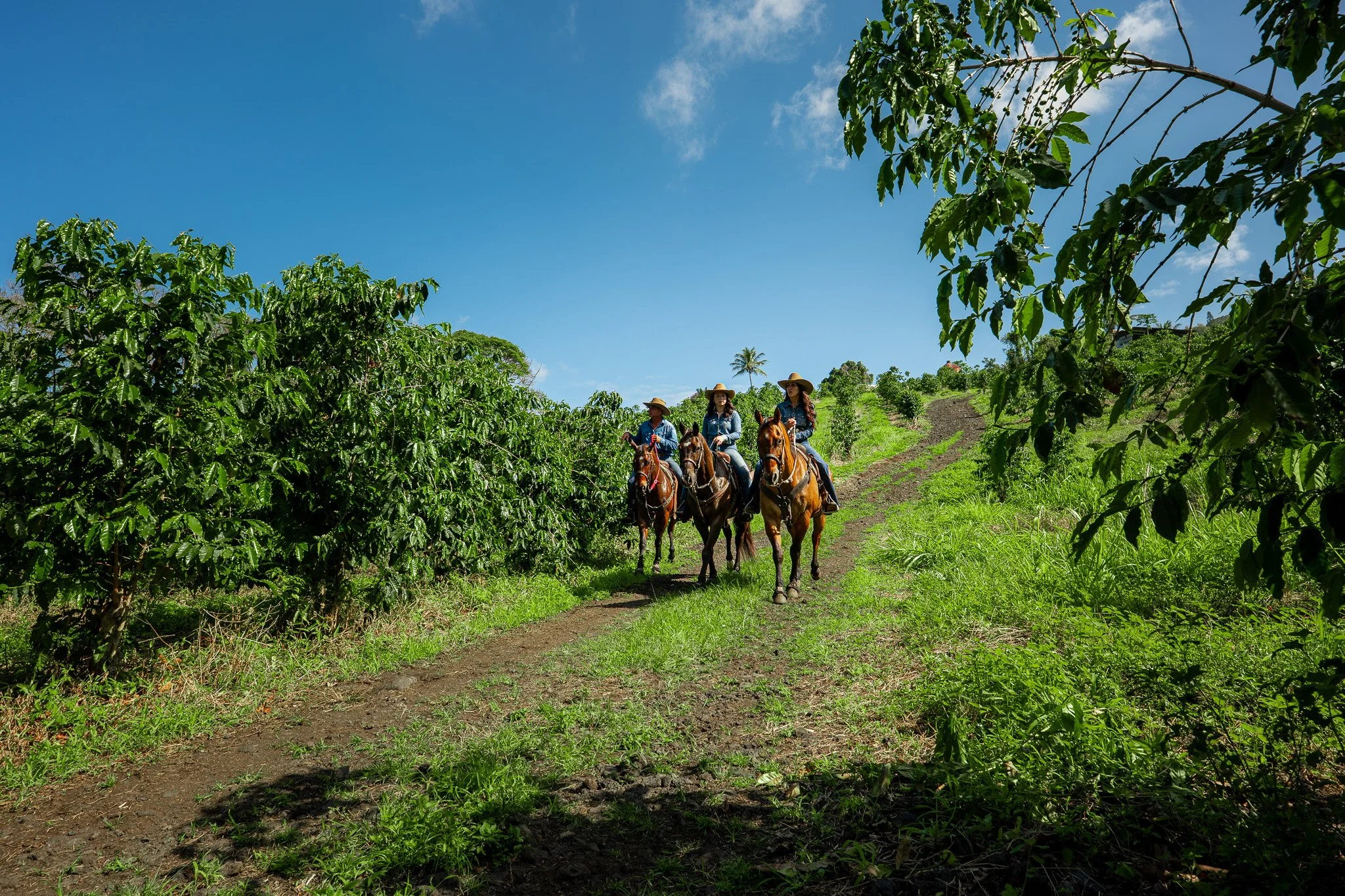 Cattlemen's-Hawaii-Jesse-Cudworth-Photography-27.jpg