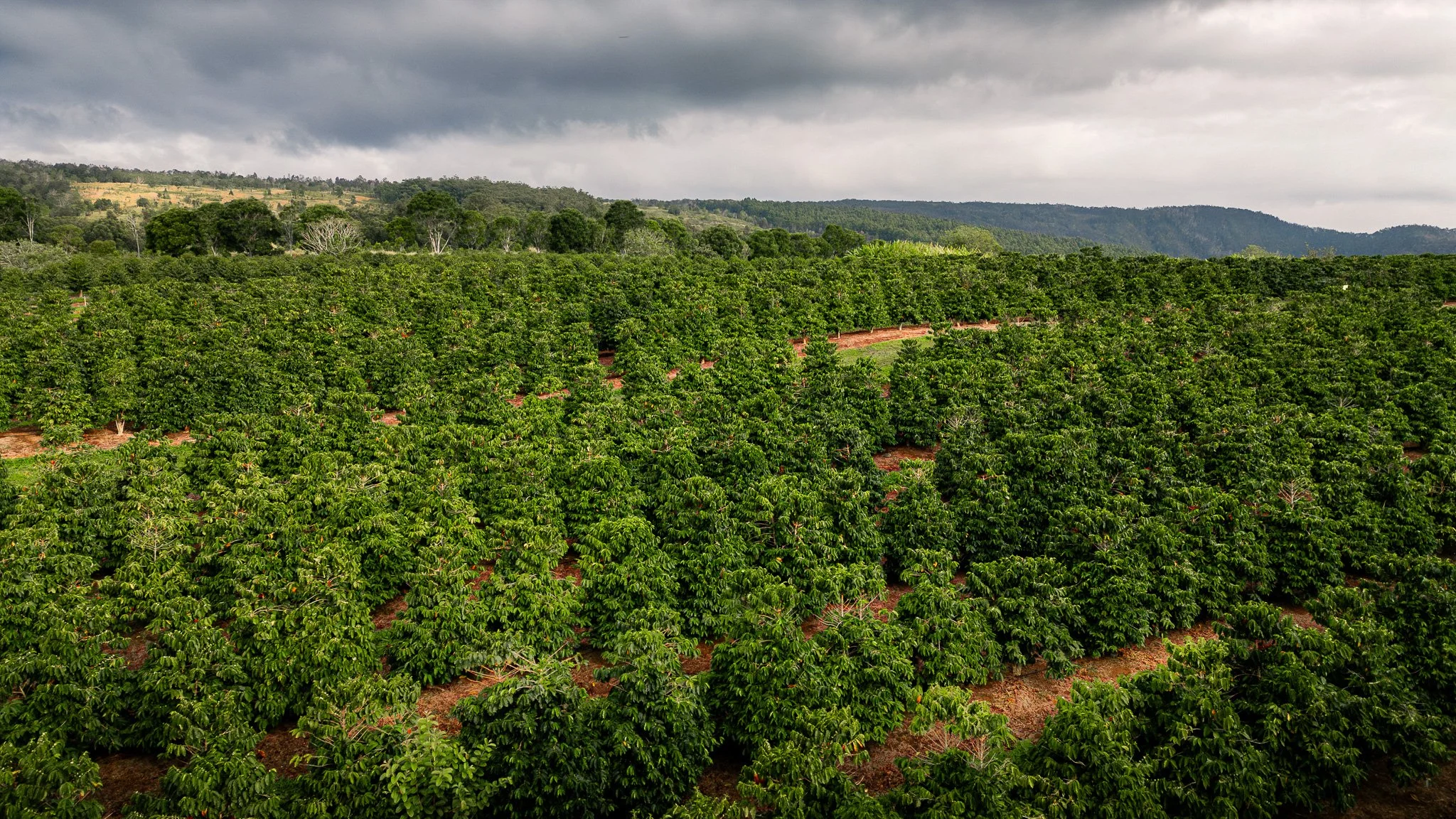Ka'u Coffee Mill Photography-14.jpg