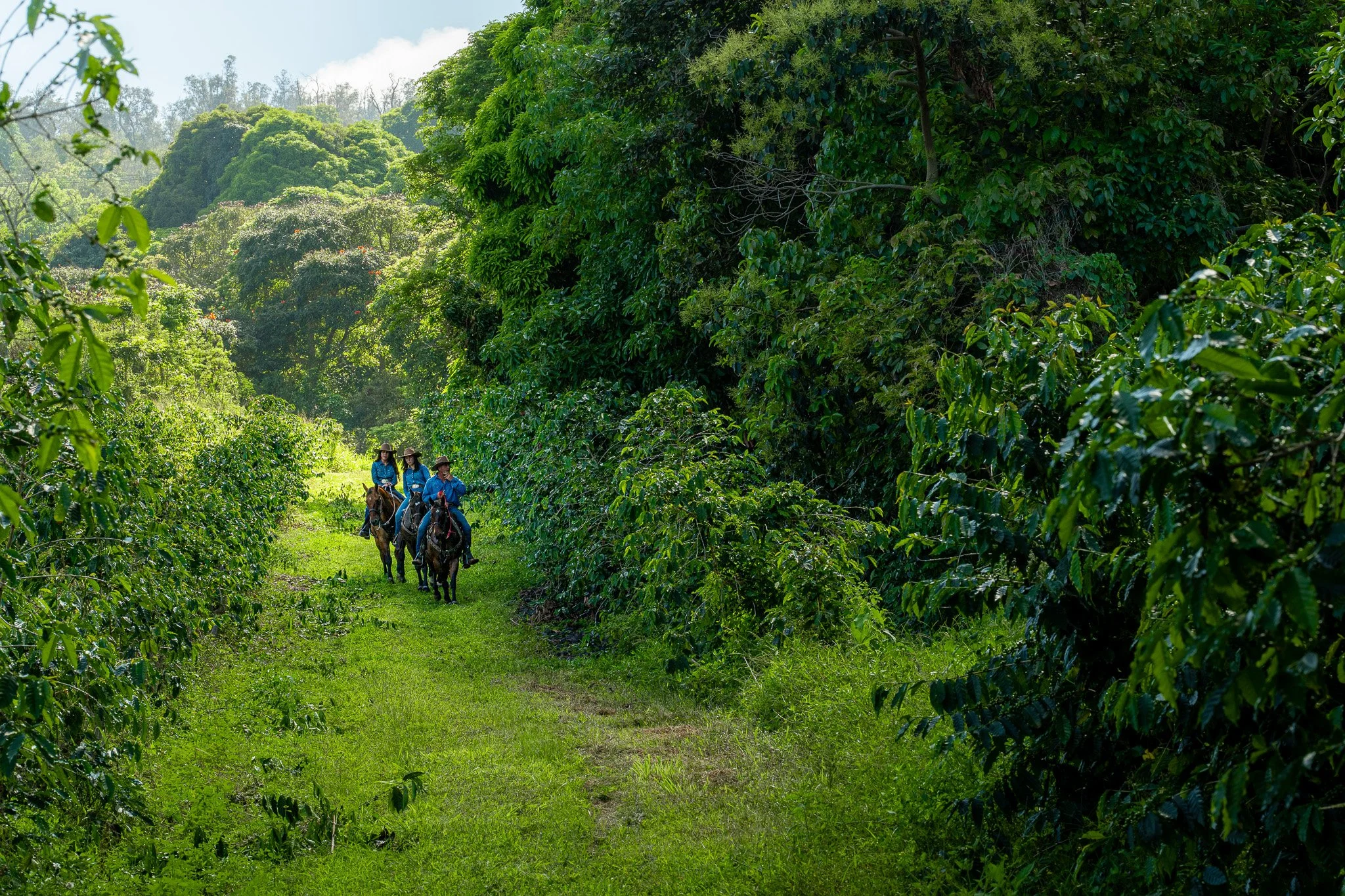 Cattlemen's-Hawaii-Jesse-Cudworth-Photography-41.jpg