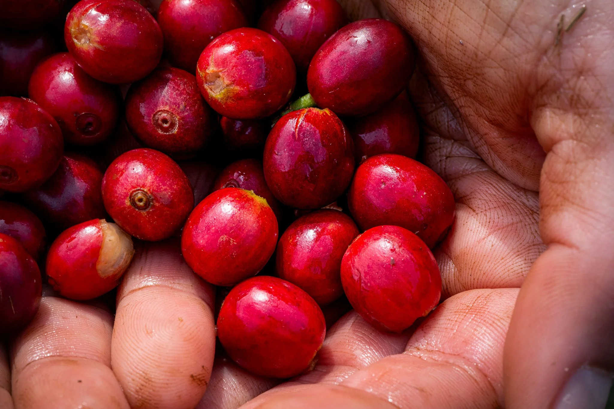 Ka'u Coffee Mill Photography-32.jpg