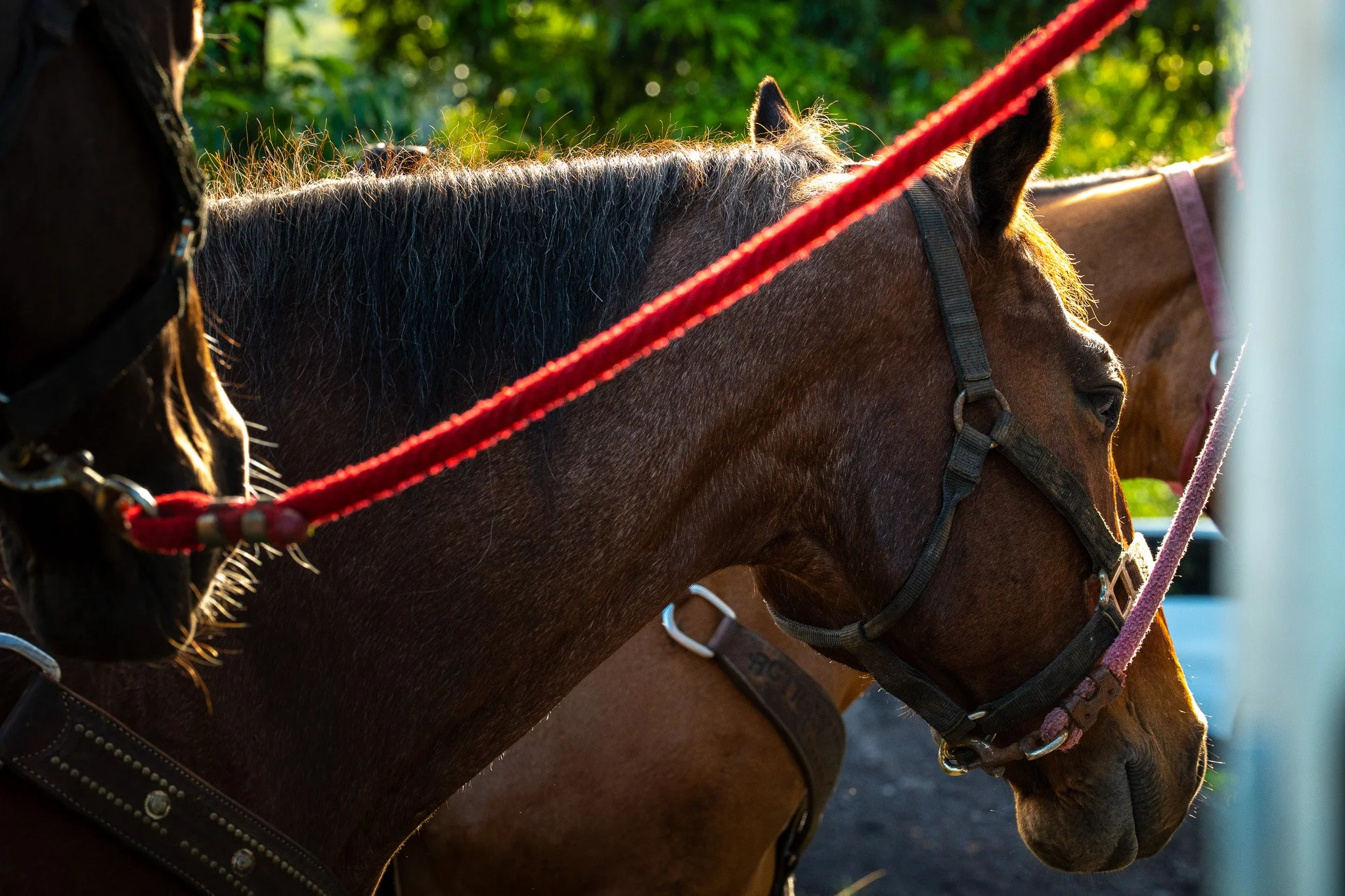 Cattlemen's-Hawaii-Jesse-Cudworth-Photography-10.jpg