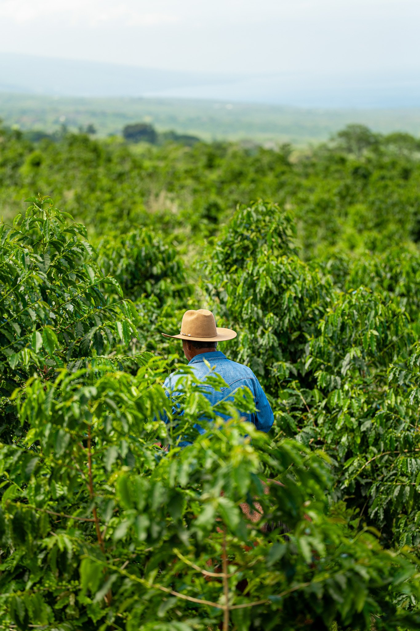Cattlemen's-Hawaii-Jesse-Cudworth-Photography-44.jpg