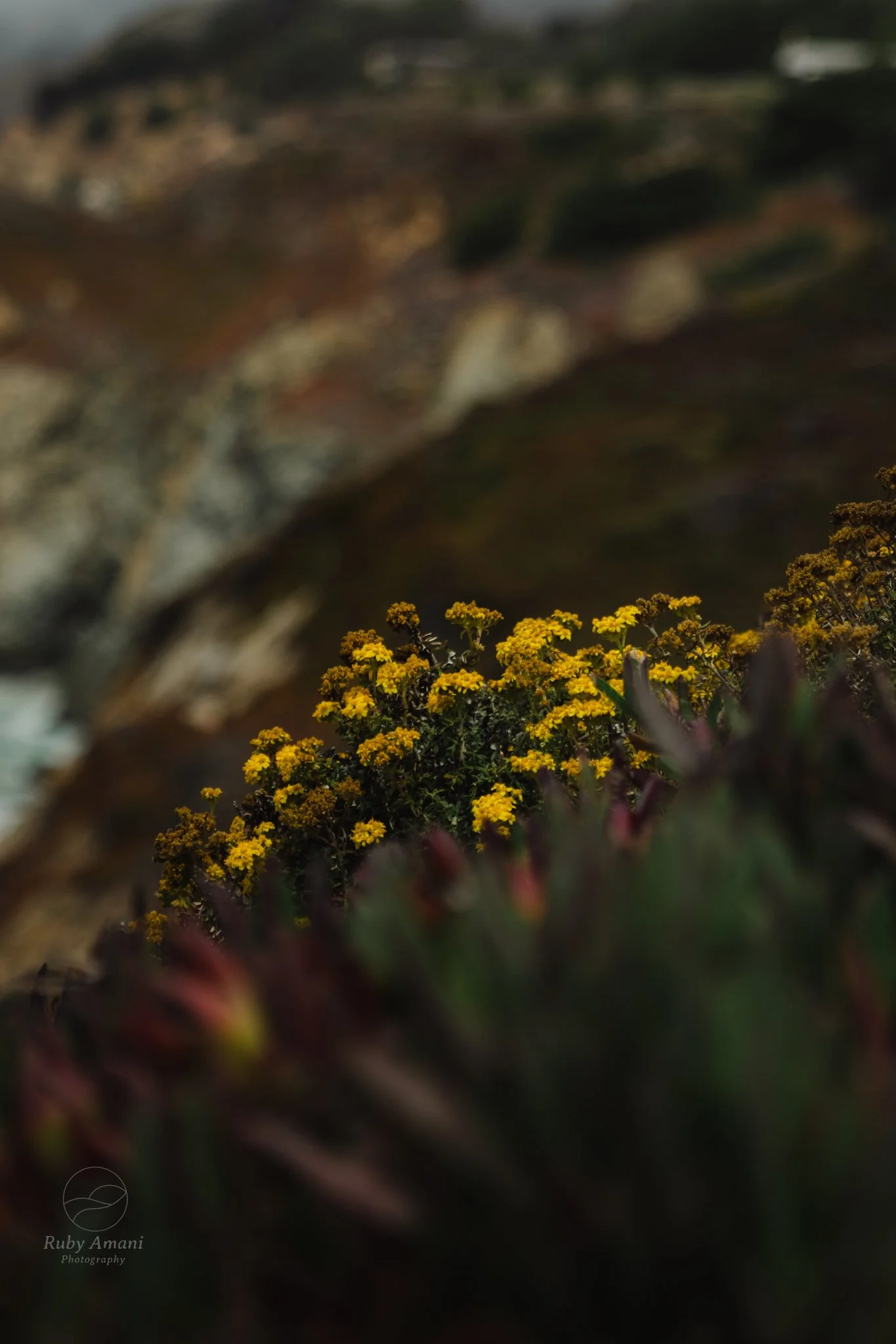 DSC_0522.jpeg