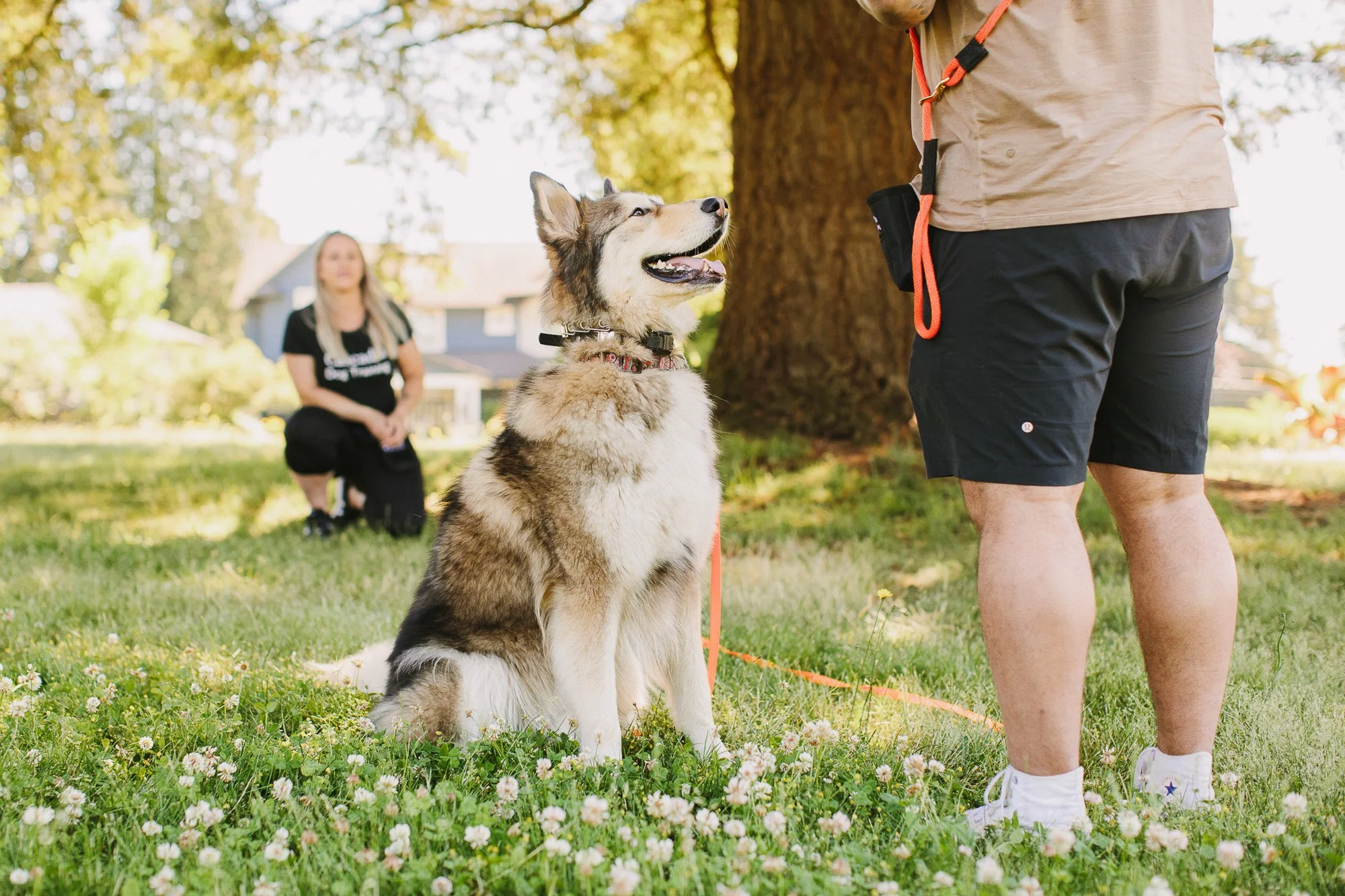 Dog training at home — Cascadia Dog Training