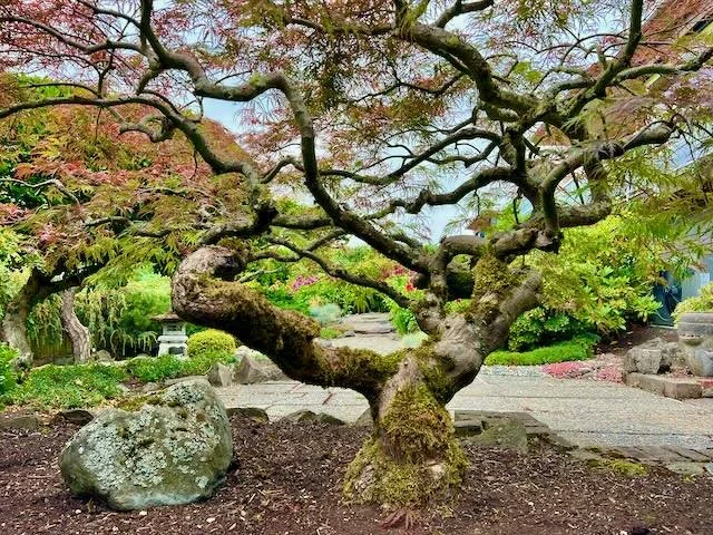A twisted, gnarled tree with sprawling branches in a Japanese-style garden. Moss covers its trunk, and large rocks and stone lanterns are nearby.