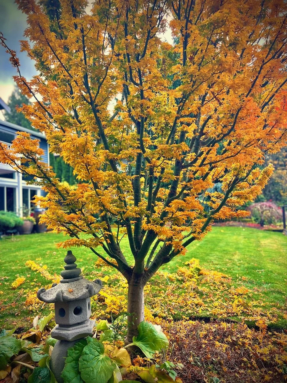 A vibrant autumn scene featuring a small tree with bright yellow and orange leaves, surrounded by fallen leaves on a neatly trimmed green lawn. To the left of the tree, there is a traditional Japanese stone lantern. In the background, a house with la
