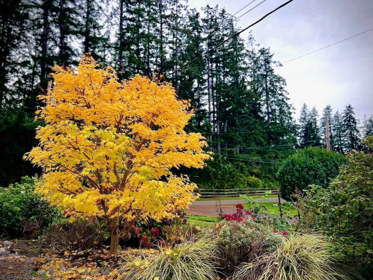 A yellow maple tree with autumn leaves in a garden, with evergreen trees and a cloudy sky in the background.