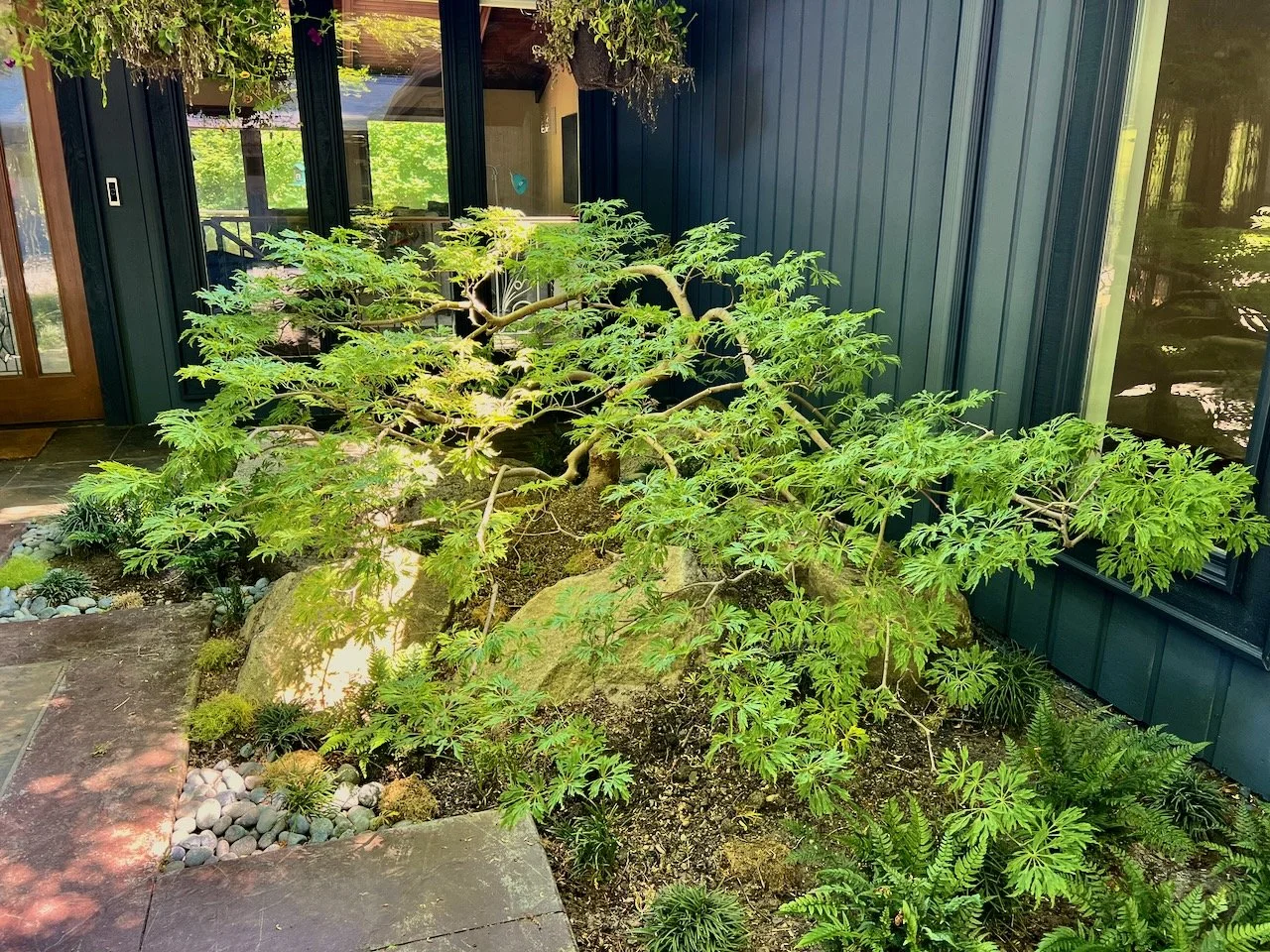 A lush green Japanese maple tree with bright green leaves growing in a garden bed with various plants and rocks, situated next to a house with blue siding and large windows.