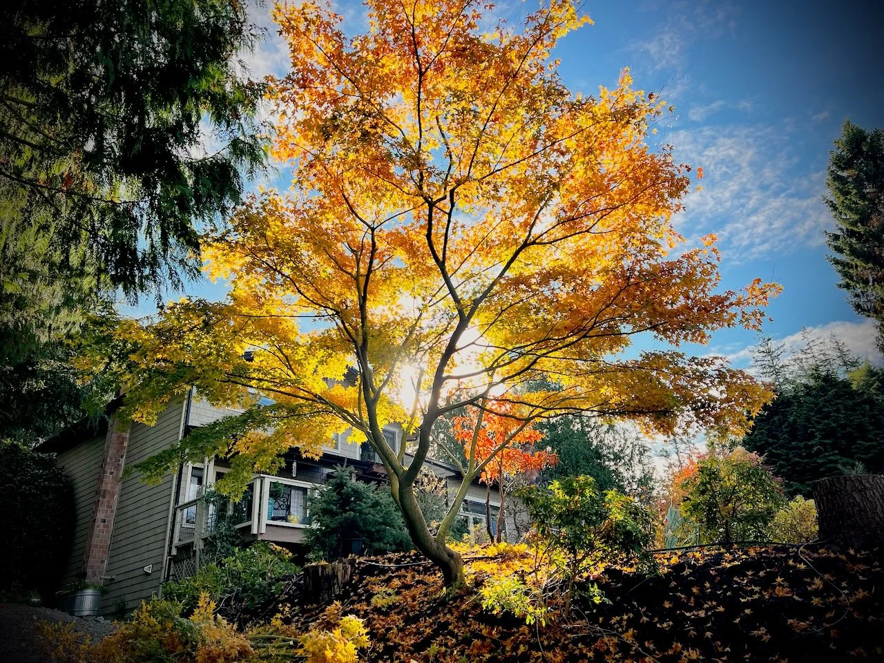 Japanese Maple in fall
