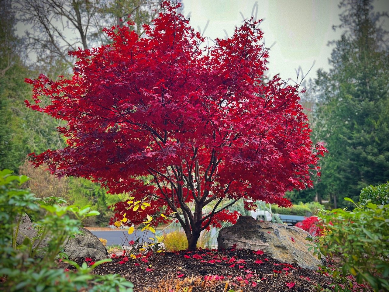 Red Japanese maple tree in autumn with fallen leaves on the ground, surrounded by rocks and green shrubs.