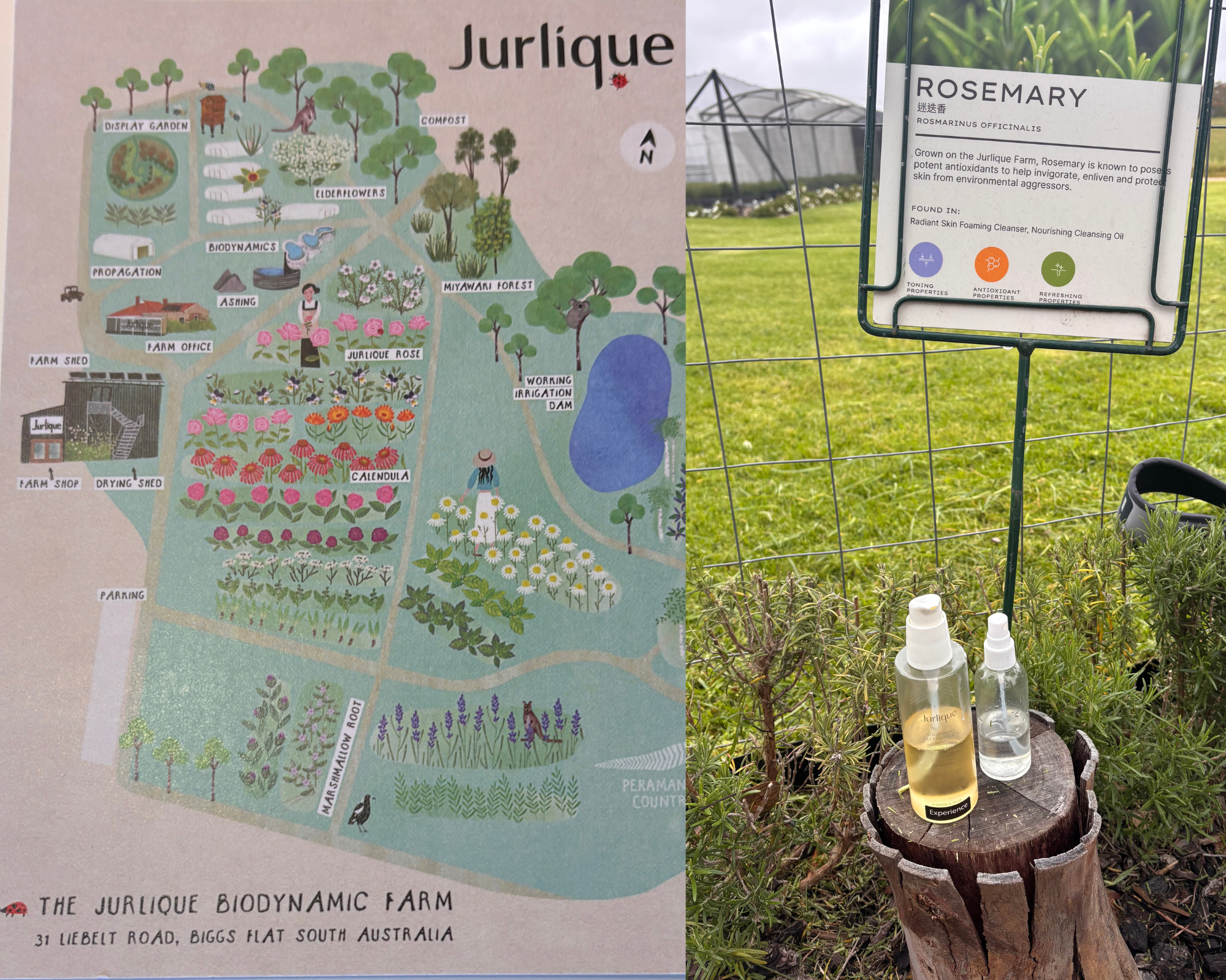 Two images, Left is of Jurlique Farm map postcard, right image is of product samples on a stool infront of a rosemary bush.