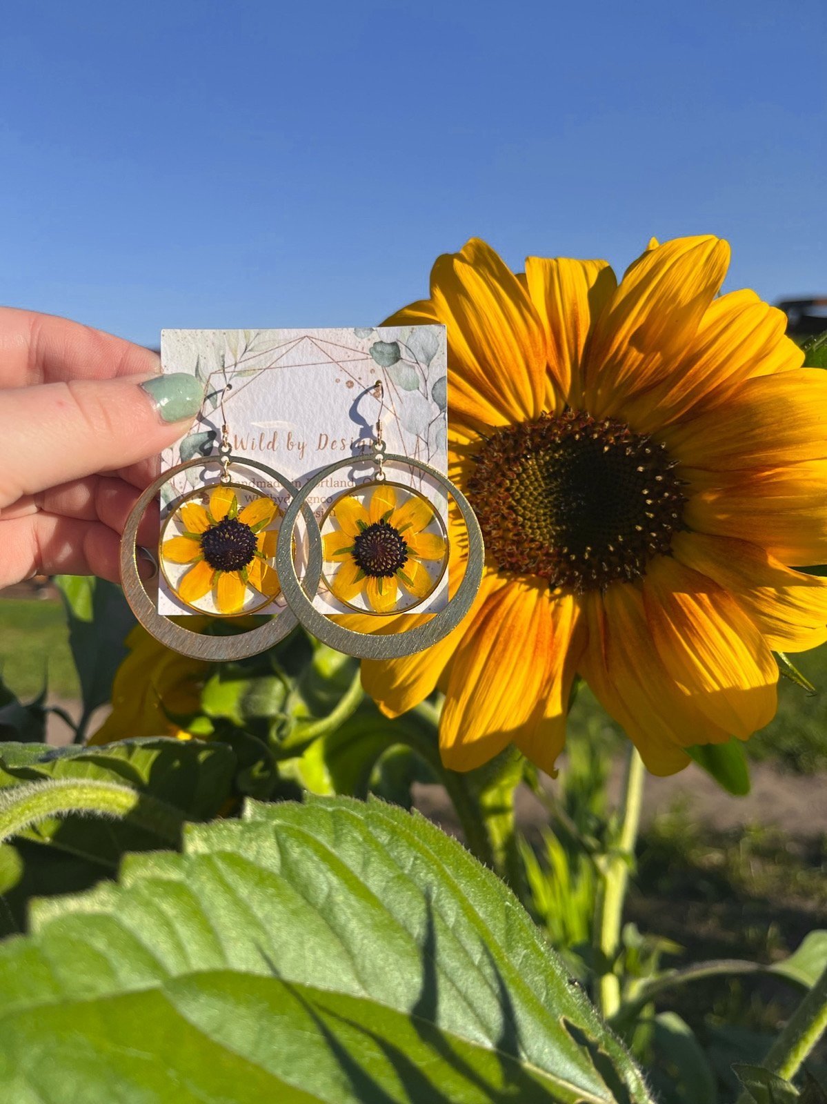Natural Black Eyed Susan pressed flowers resin gold earrings next to a sunflower