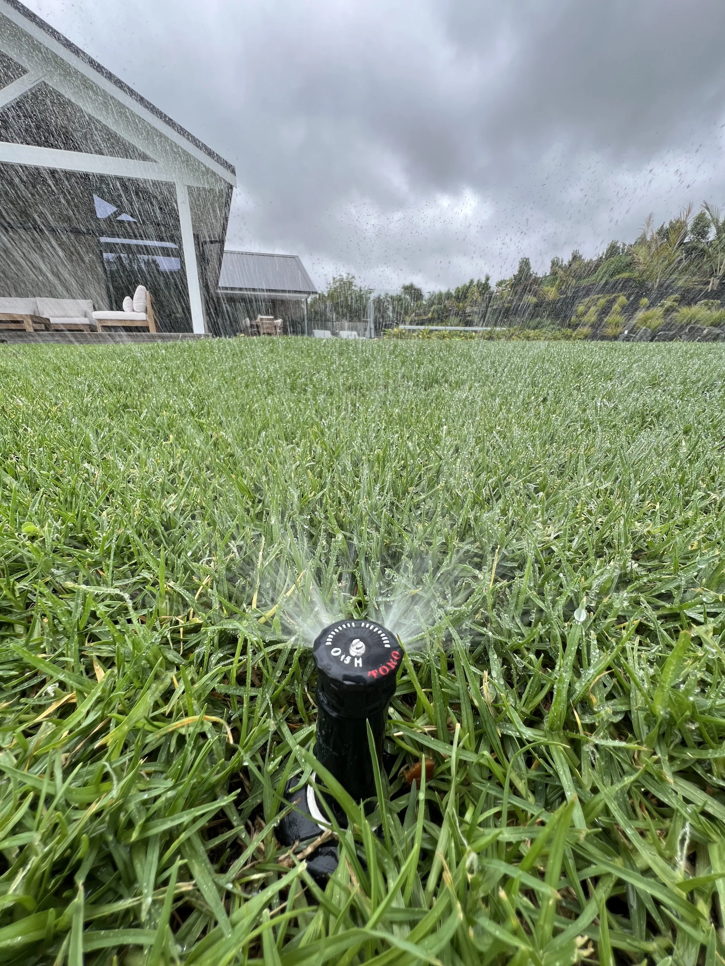 Newly established hydroseeded lawn Mangawhai Northland with irrigation 
