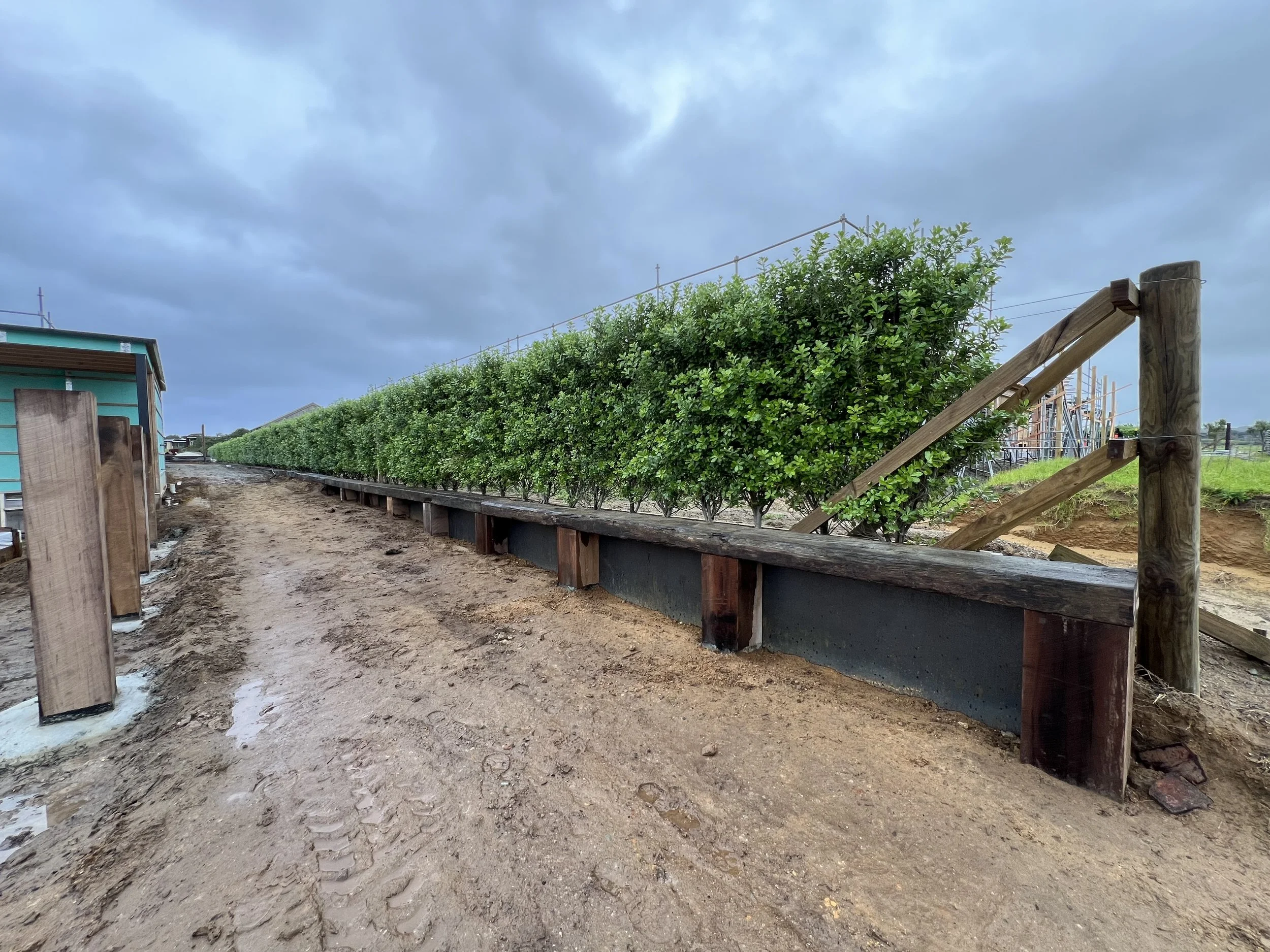 Corten and hardwood retaining wall, driveway, privacy hedge