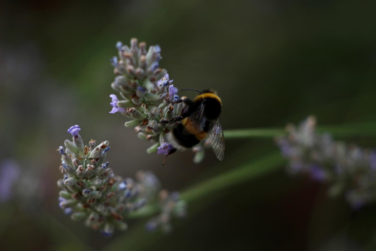 &ldquo;The hums of bees is the voice of the garden&rdquo; -Elizabeth Lawrence
#beesofinstagram🐝 #beesoftheworld #beesofgermanvillage #beesofeurope #bees🐝 #yourshotphotographer #nationalgeographic #canonphotography #canonrebelsl1
