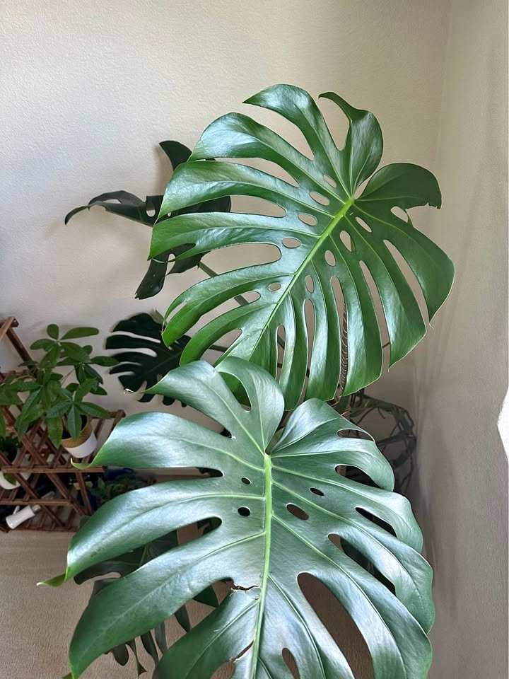 🌿 Plants + Pots
For people who own “just one more plant.”