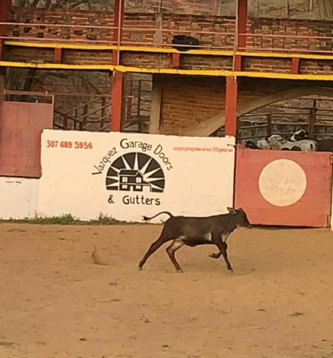 Vazquez Garage Doors and Gutters sign at a rodeo with a calf running in front of it
