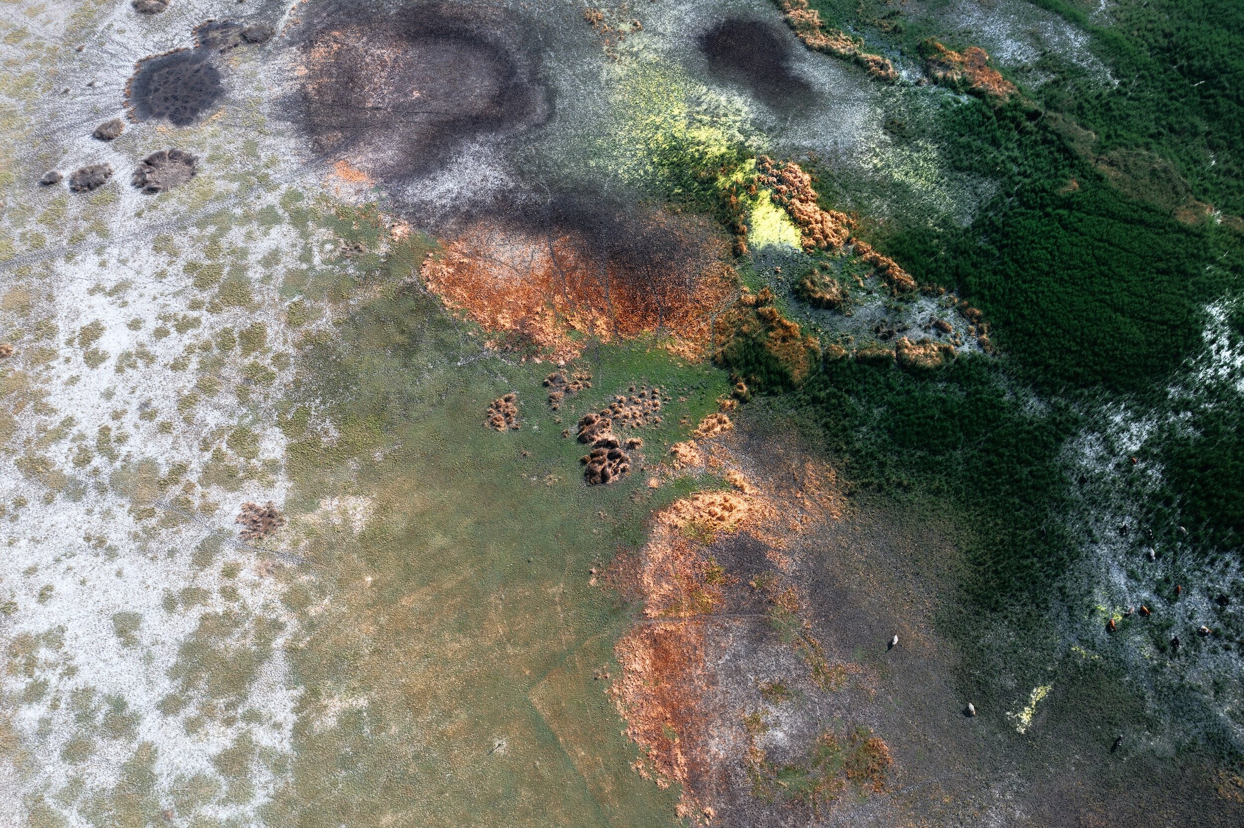 Revolutionary Solution: Hair as an Effective Tool to Clean Oil Spills