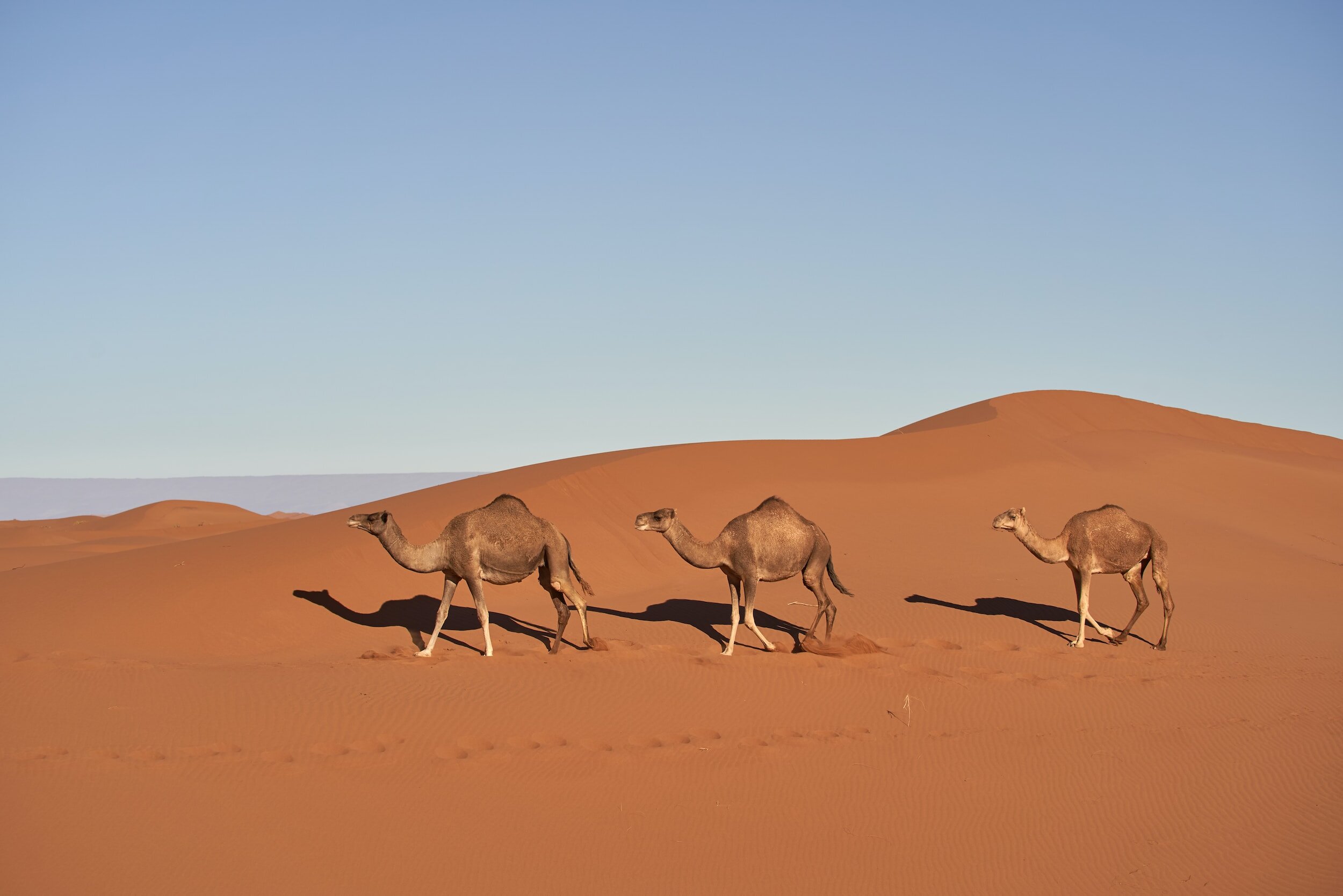 Camels are Eating Deadly Amounts of Plastic