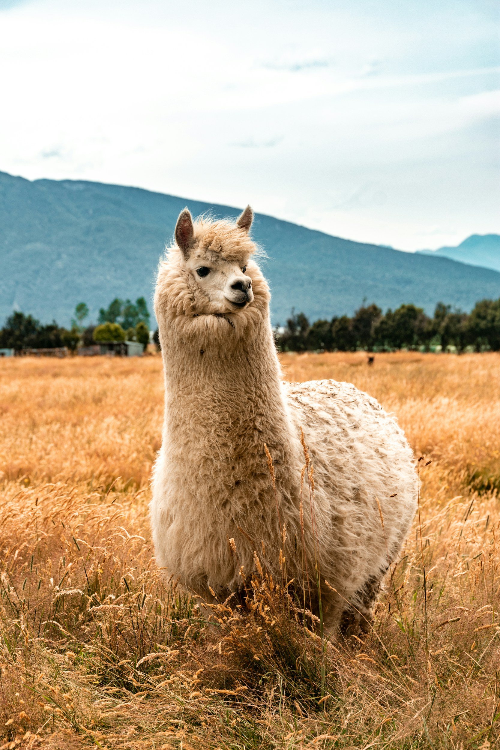 Alpaca Fur: The Newest Sustainable Fashion Material