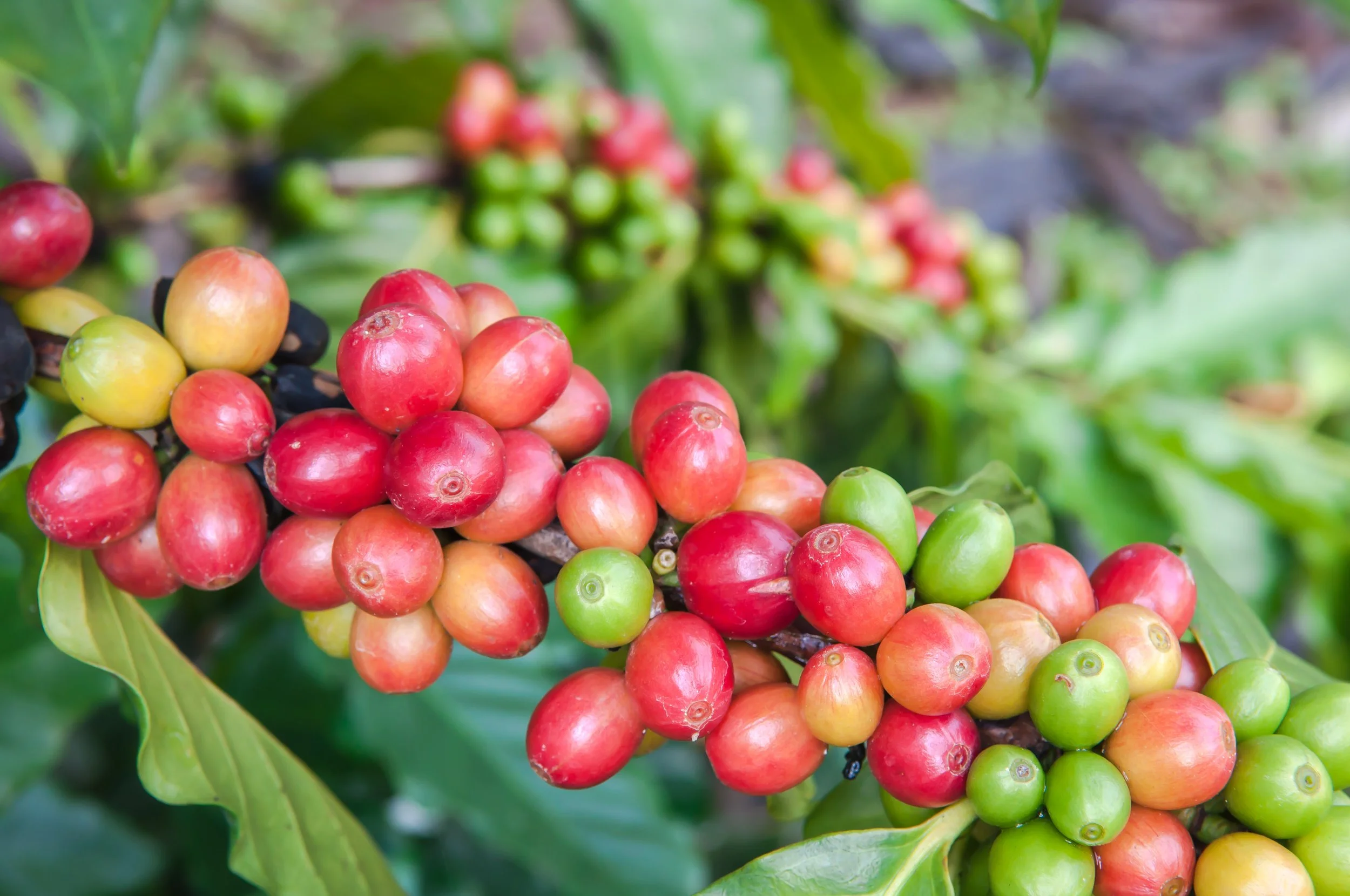 Two Futures for Coffee: Heirloom’s Pathways of Regeneration