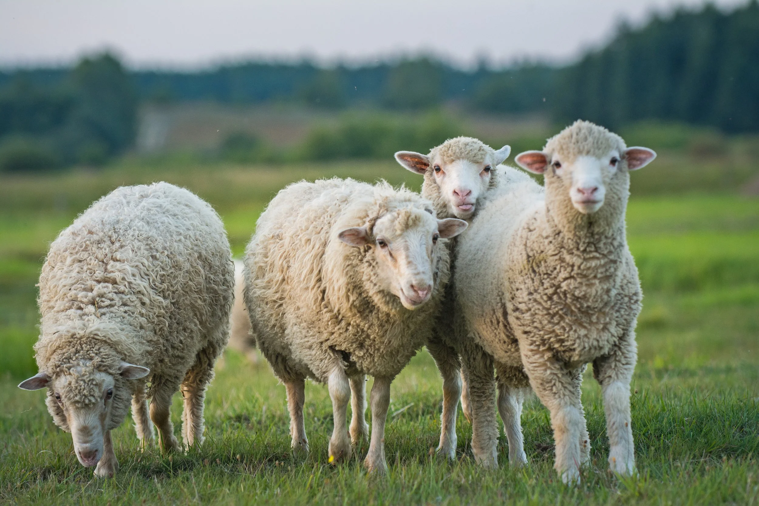 “More Wool, Less Plastic”