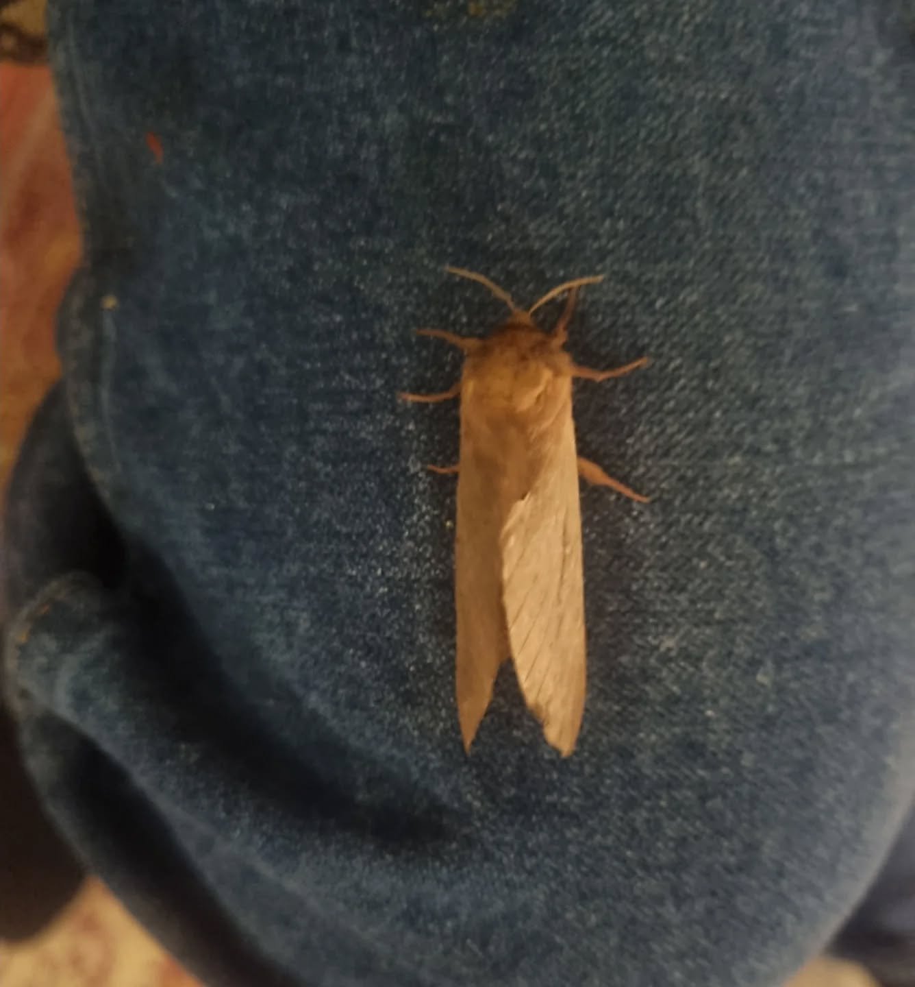 Thoughts for our Tuesday....
The coming of rain brings in the bogan moths.
Nature really is the teller of all.
Sometimes, we lose our own innate sense of being.
We all have it, but the busyness of this world takes us away from sensing it, feeling it,