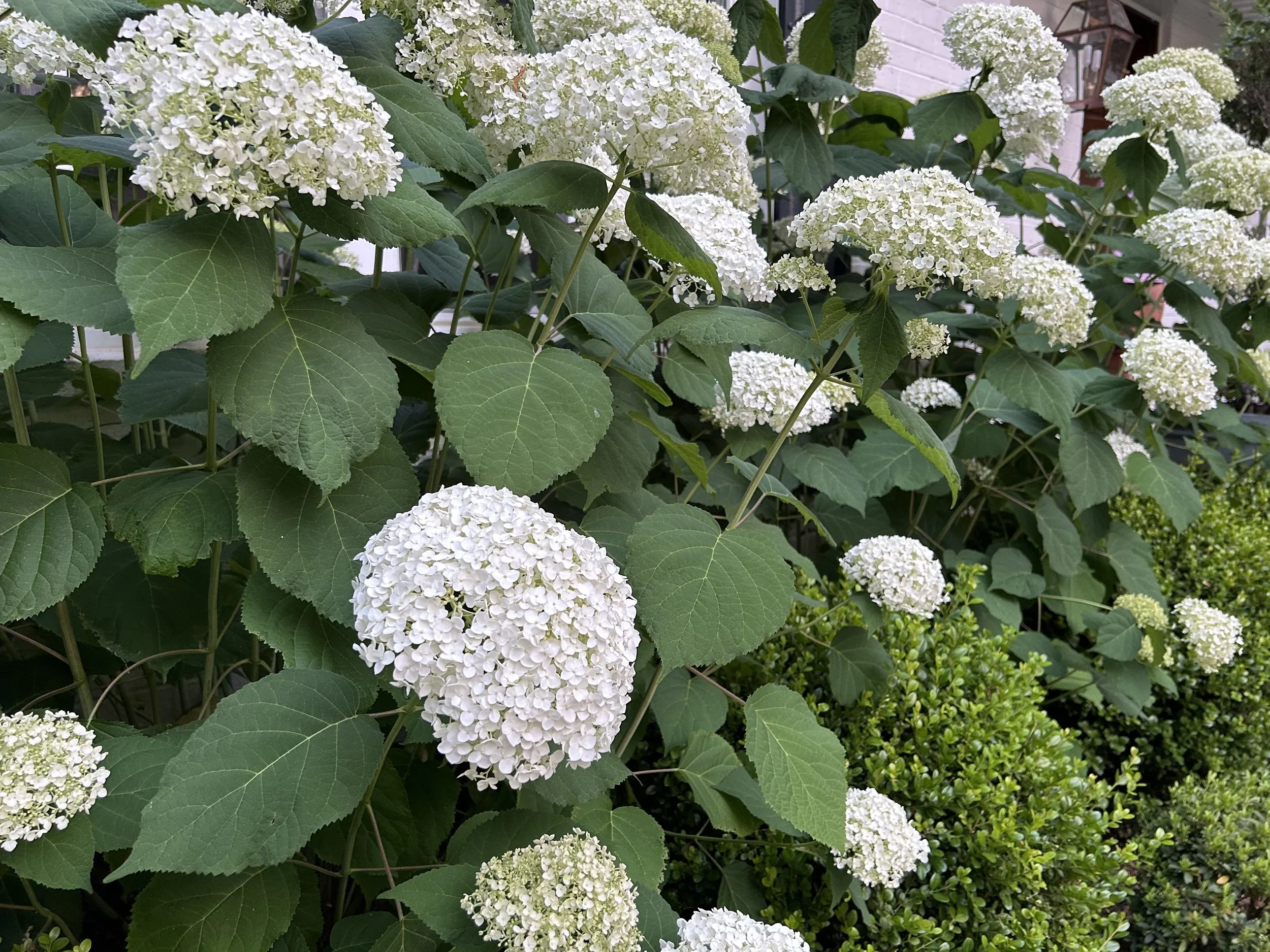 How to Grow Hydrangeas for Days