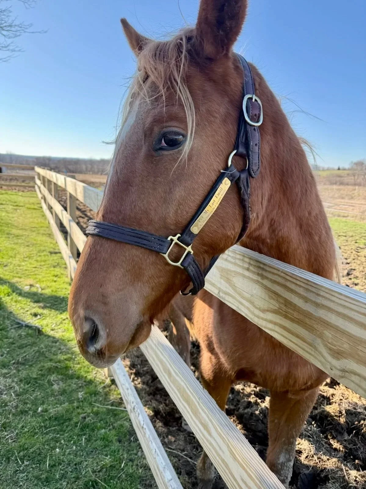 Why We Invested in a Racehorse