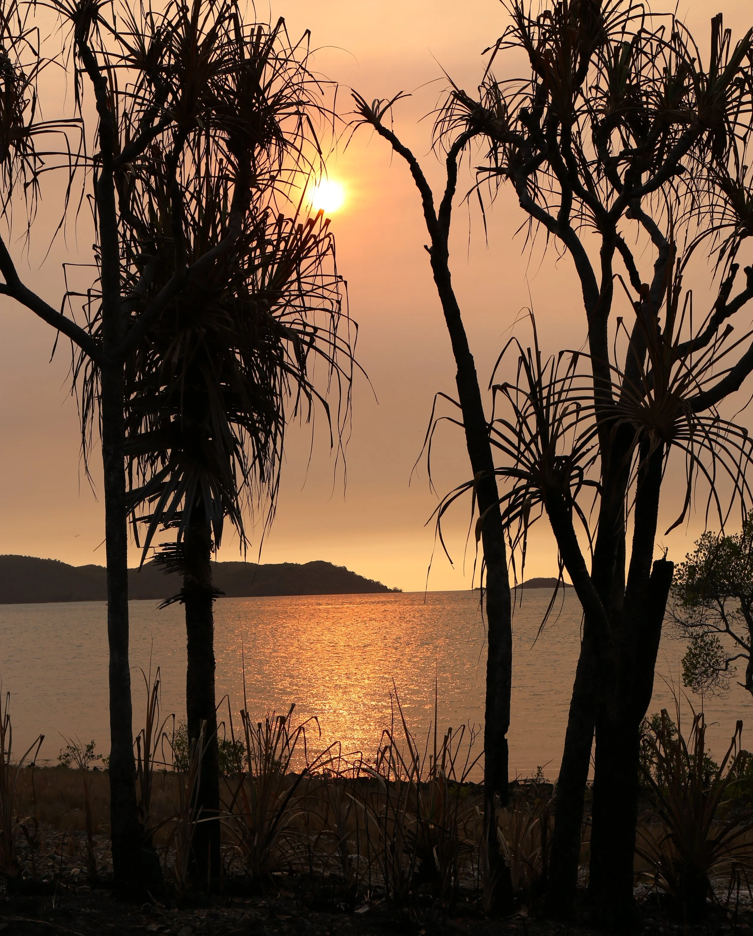 A stock image of a beautiful sunset of the Torres Strait Islands. Pandanus Palms are an important resource in the Torres Strait culture for  weaving baskets, sails, mats etc
