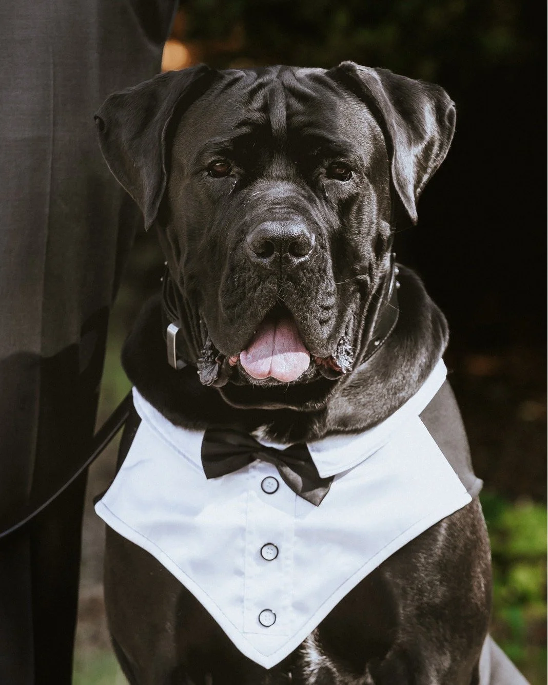 Meet Jeff. Tux-wearing, aisle-walking, puzzle-solving icon and all round good boy!

He strutted down the aisle with his dad (aka the groom), sat like a total gentleman through the entire ceremony, featured in the puzzle that decided who read their pe